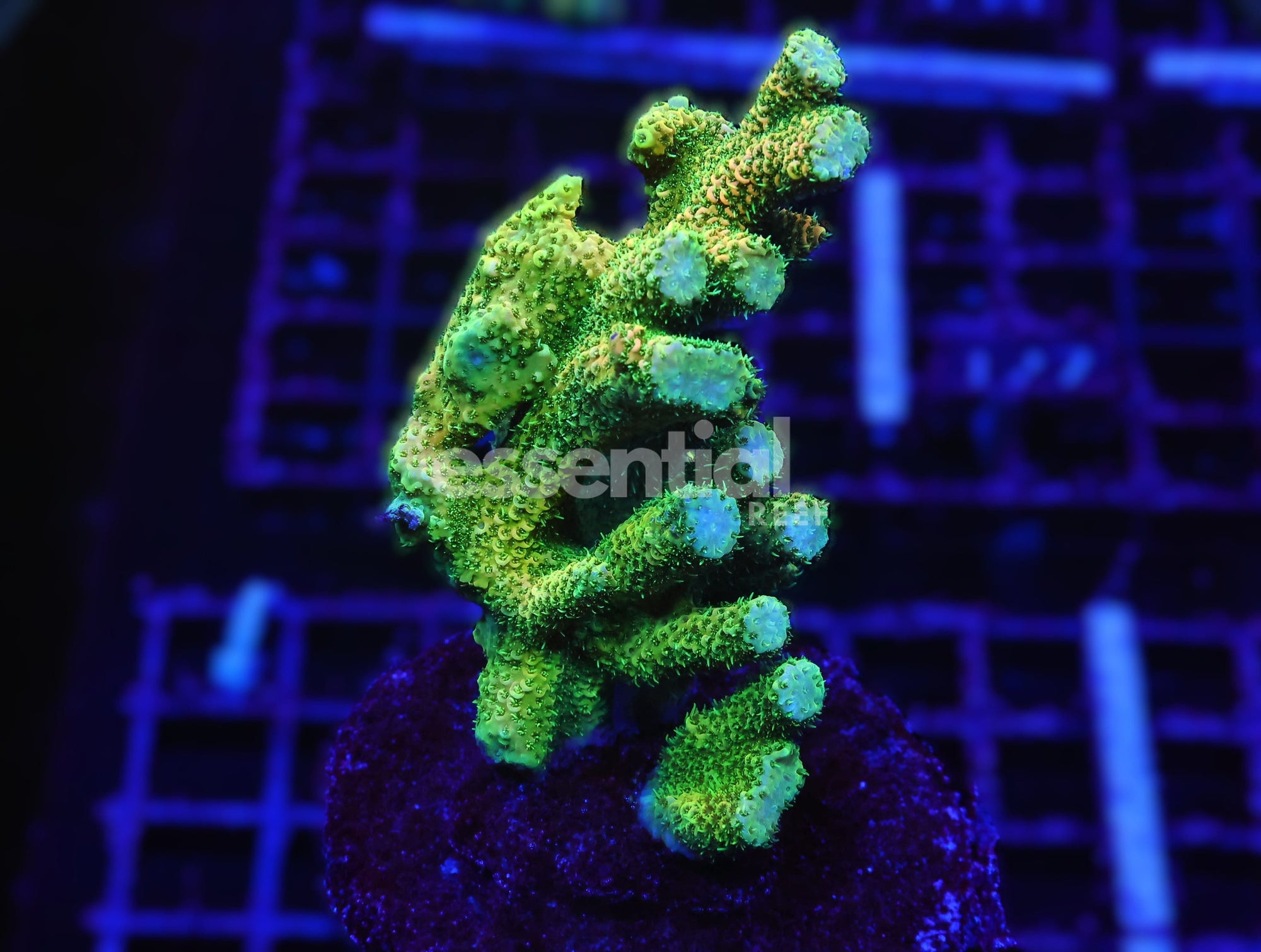 Watermarked - E121 - INDO ACRO ORANGE CRUSH MILLE CULTURED