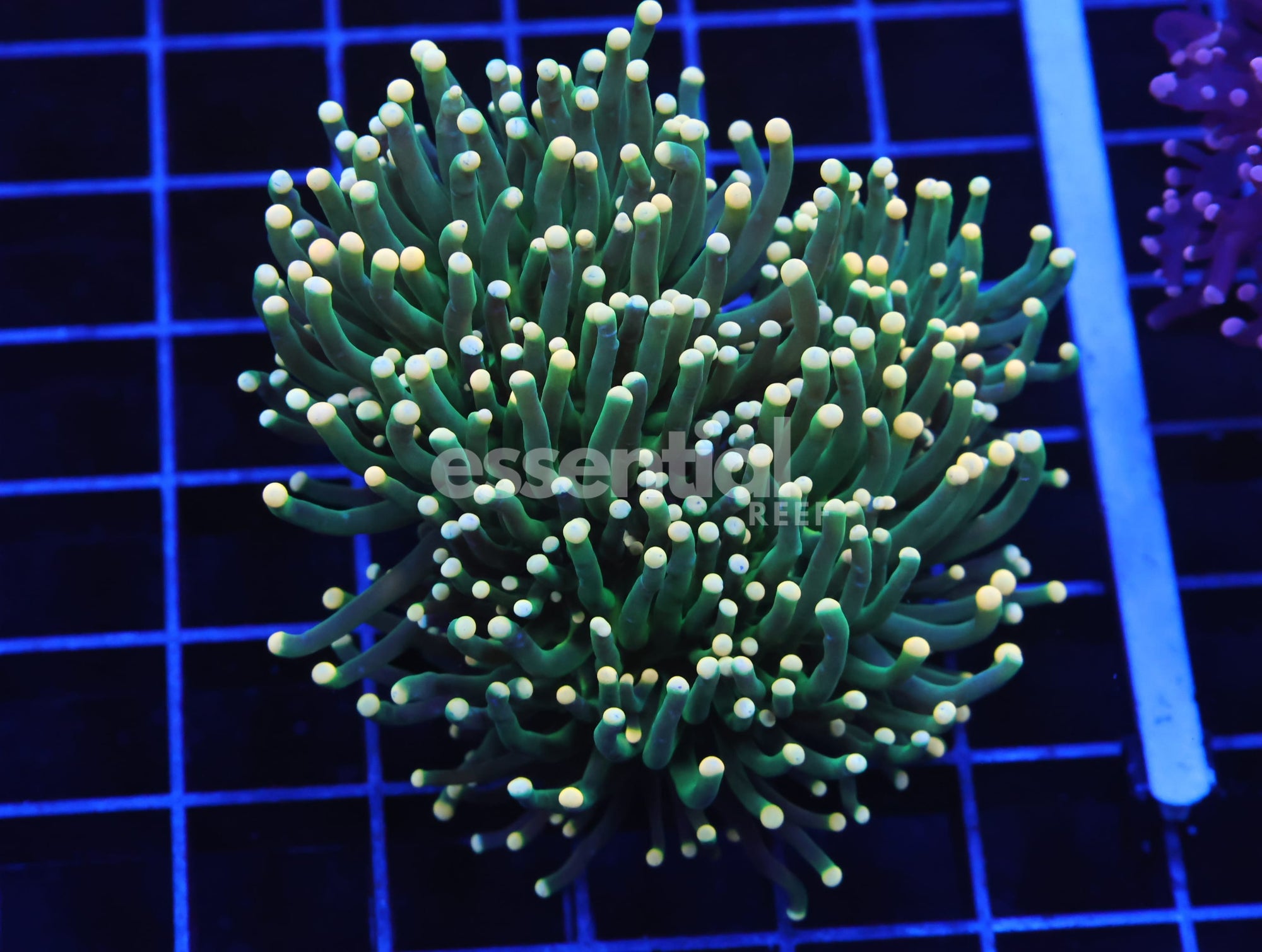 Watermarked - D69 - INDO TORCH GREEN VARIANT 3 HEAD