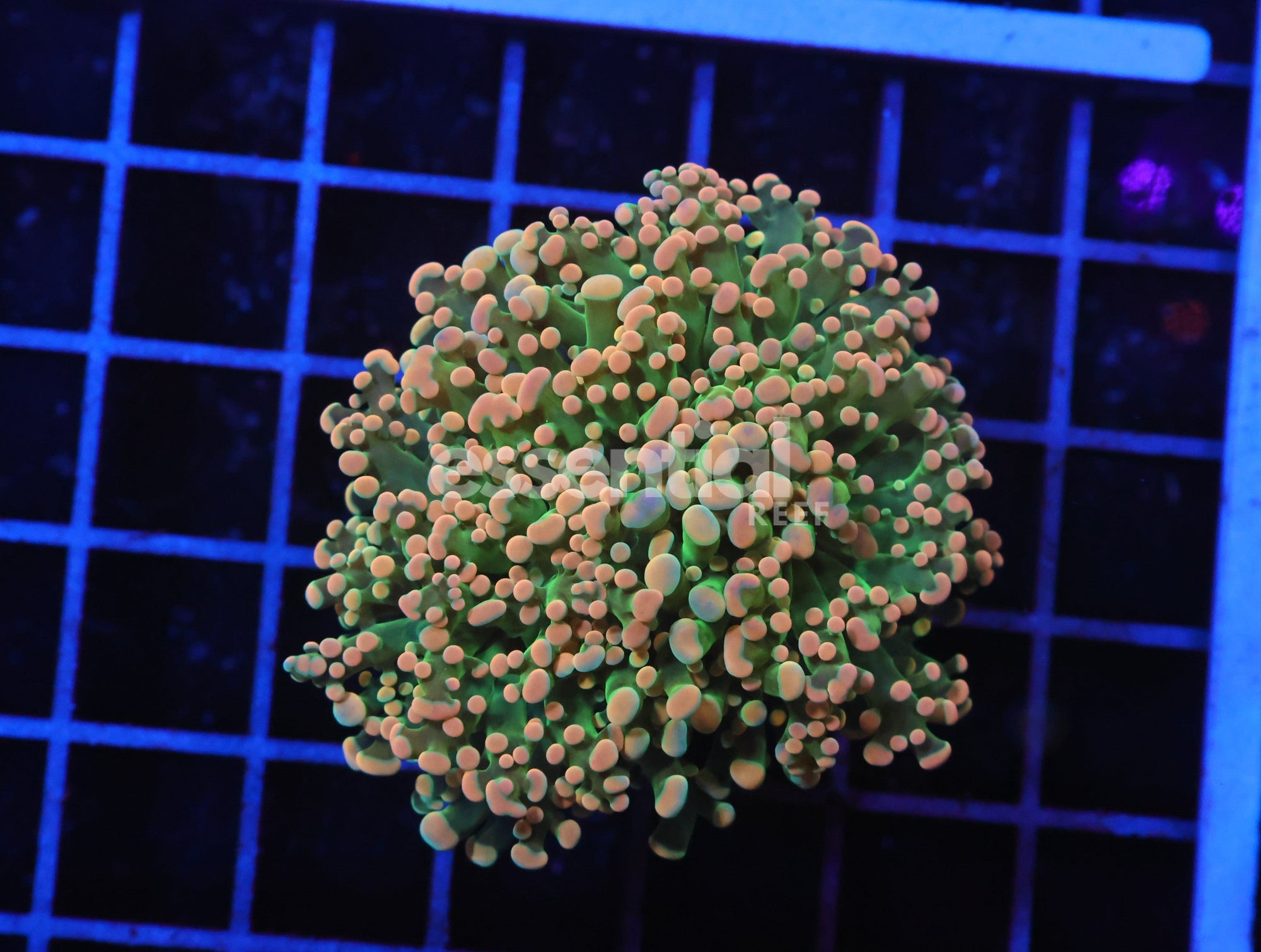 Watermarked - D92 - INDO FROGSPAWN BRANCH CITRUS BOMB 1 HEAD