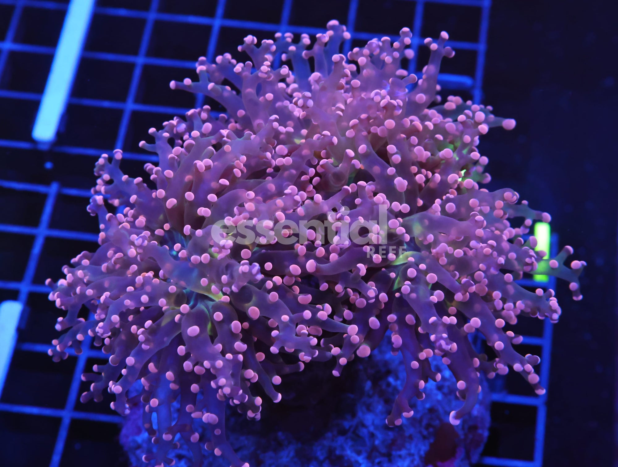 Watermarked - D71 - INDO FROGSPAWN BRANCH ORANGE 3 HEAD