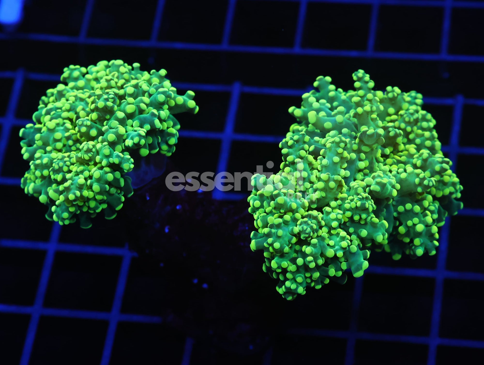 Watermarked - D72 - INDO FROGSPAWN BRANCH GAMMA RAY 3 HEAD