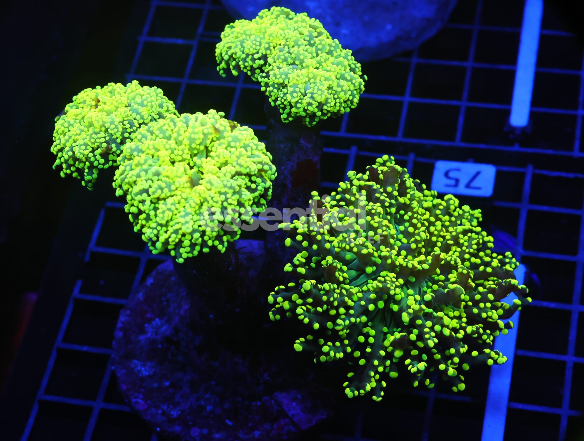 Watermarked - D75 - INDO FROGSPAWN BRANCH GAMMA RAY 5 HEAD