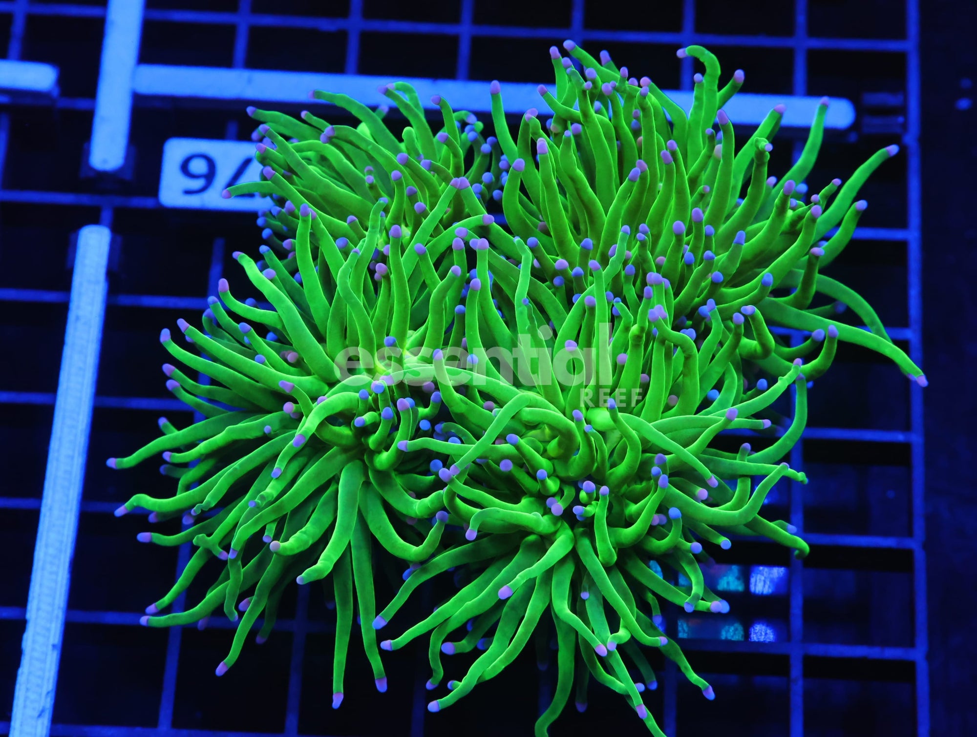 Watermarked - D76 - INDO TORCH GREEN VARIANT 4 HEAD