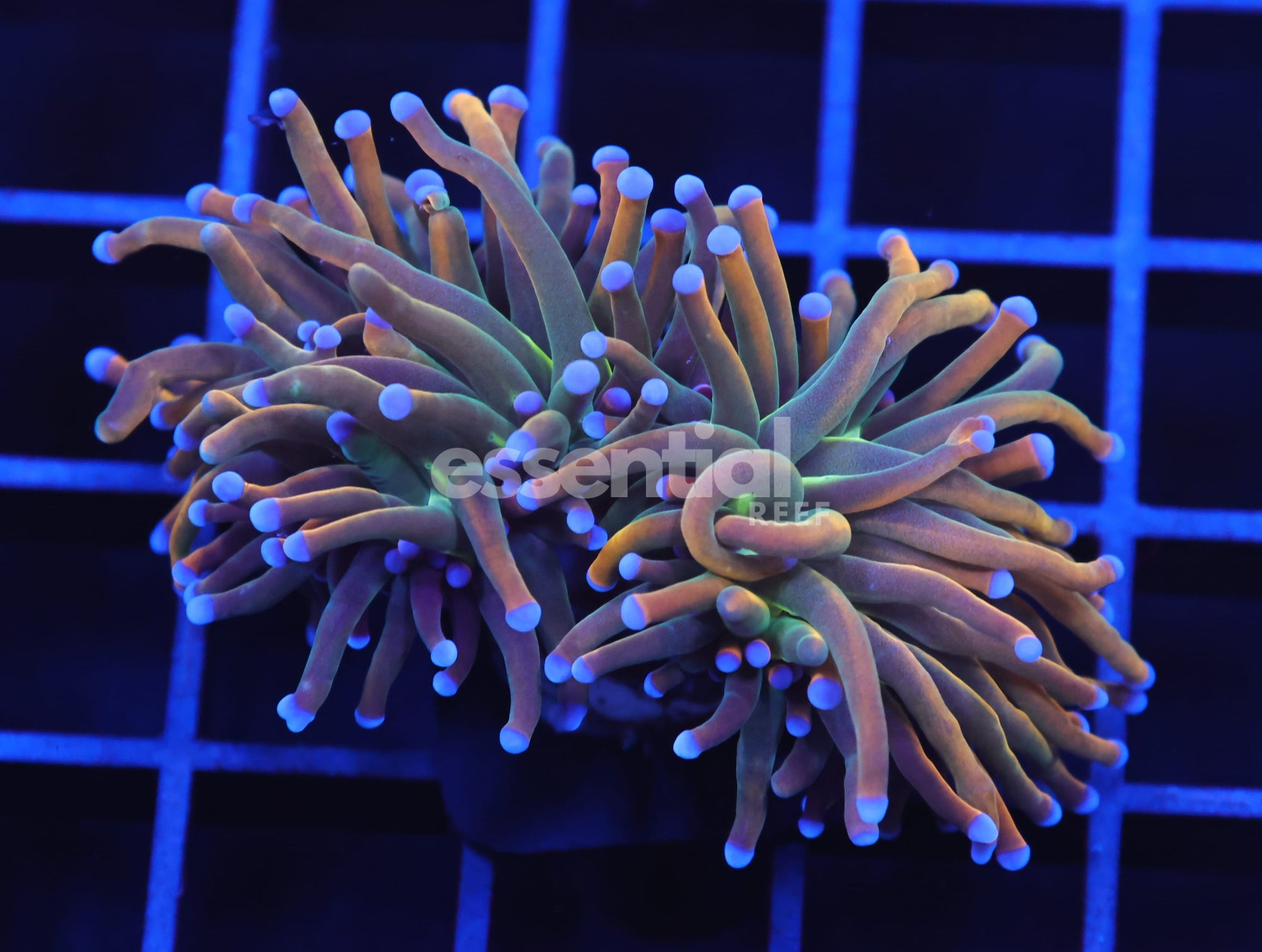 Watermarked - D77 - INDO TORCH GRAIL VARIANT 2 HEAD