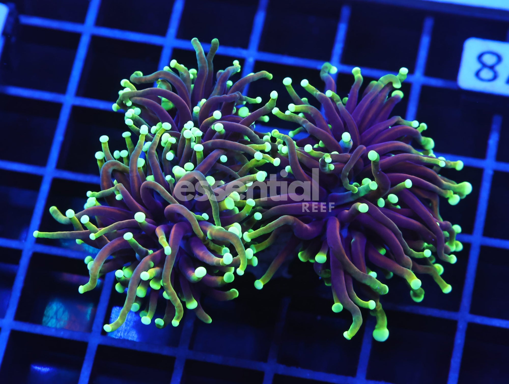 Watermarked - D78 - INDO TORCH DRAGON SOUL 2 HEAD