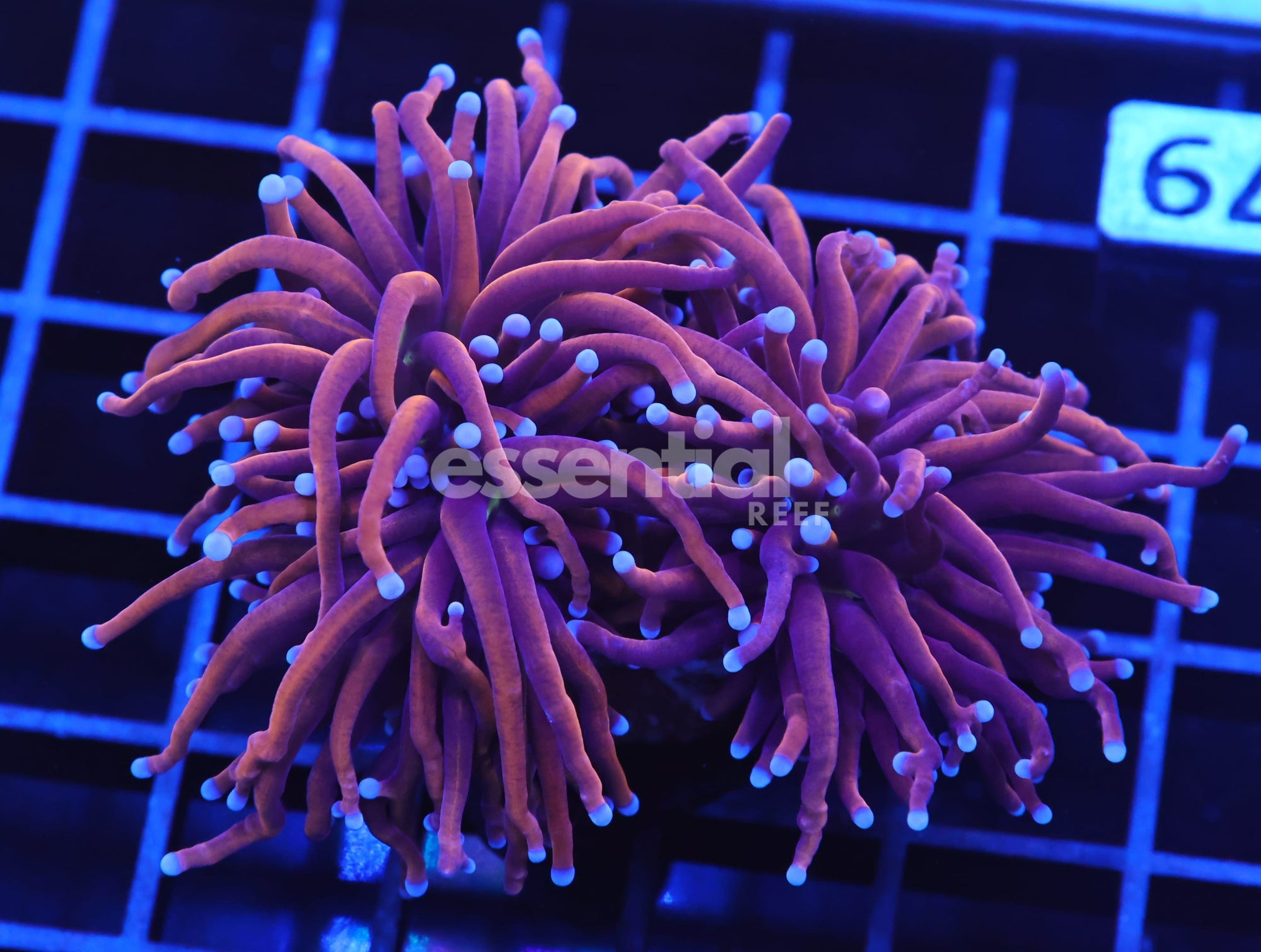 Watermarked - D79 - INDO TORCH GOLD VARIANT 2 HEAD