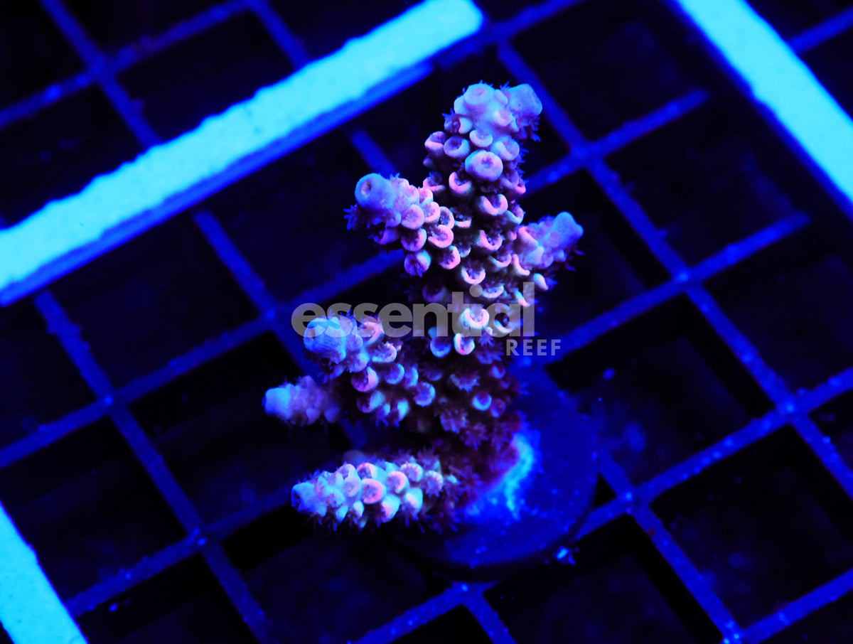 Watermarked - E158 - Indo Acro Rainbow Tenuis Cultured Conditioned
