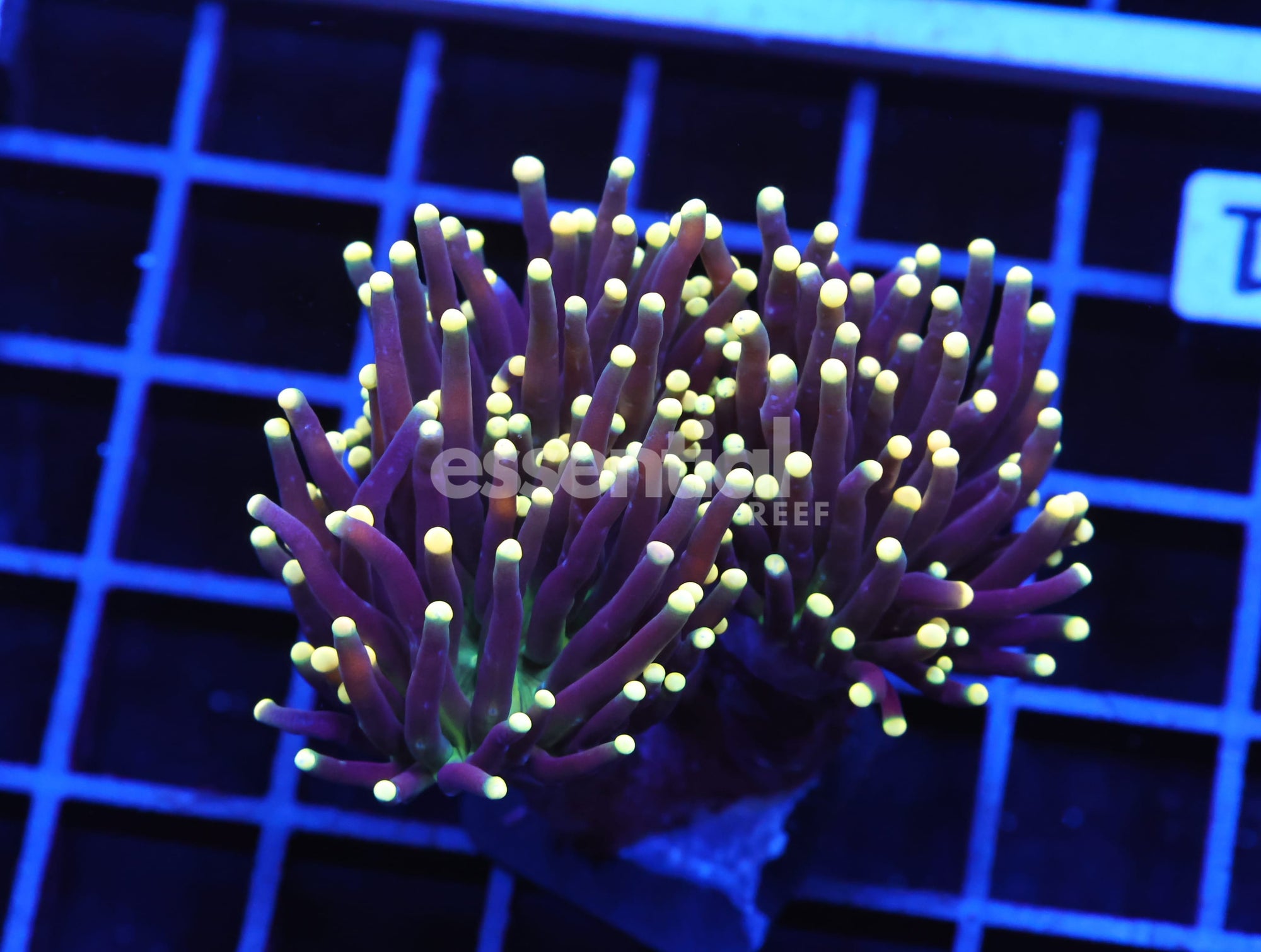 Watermarked - D81 - INDO TORCH BLACK LIGHT 3 HEAD
