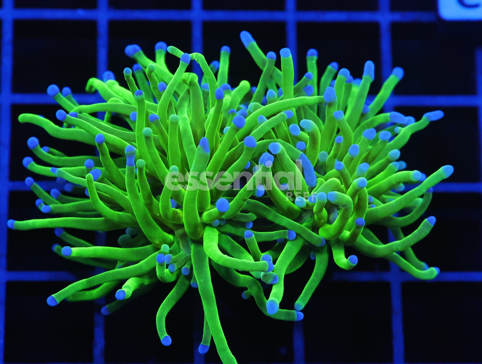 Watermarked - D83 - INDO TORCH GREEN VARIANT 2 HEAD