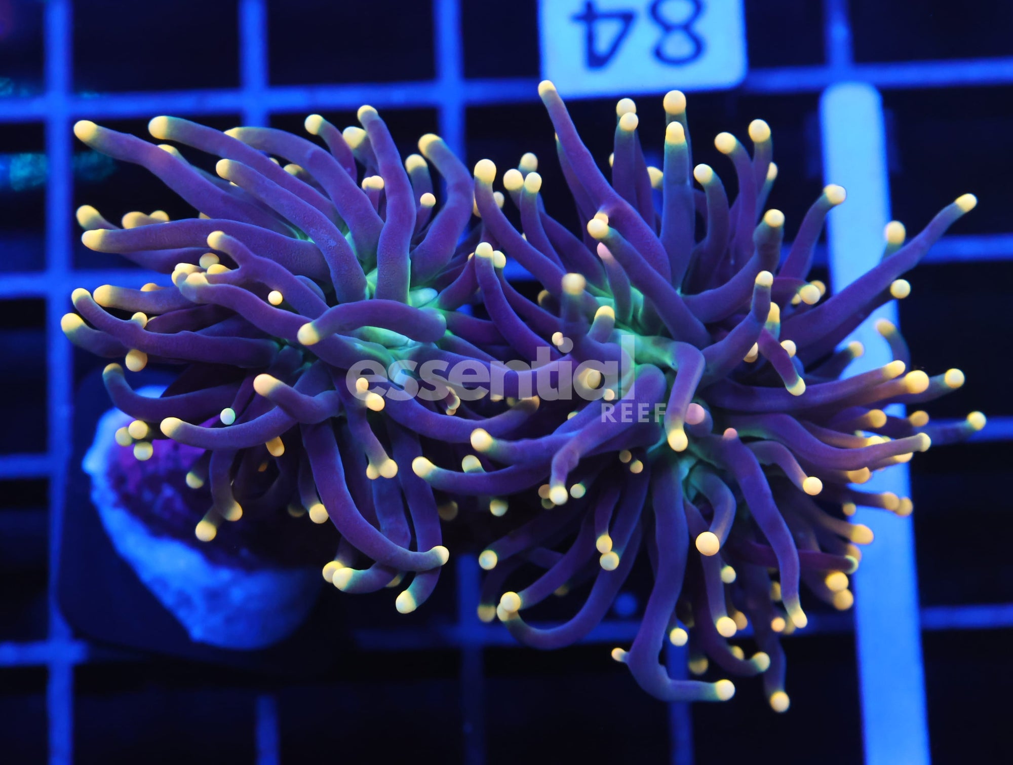 Watermarked - D84 - INDO TORCH BLACK LIGHT 2 HEAD
