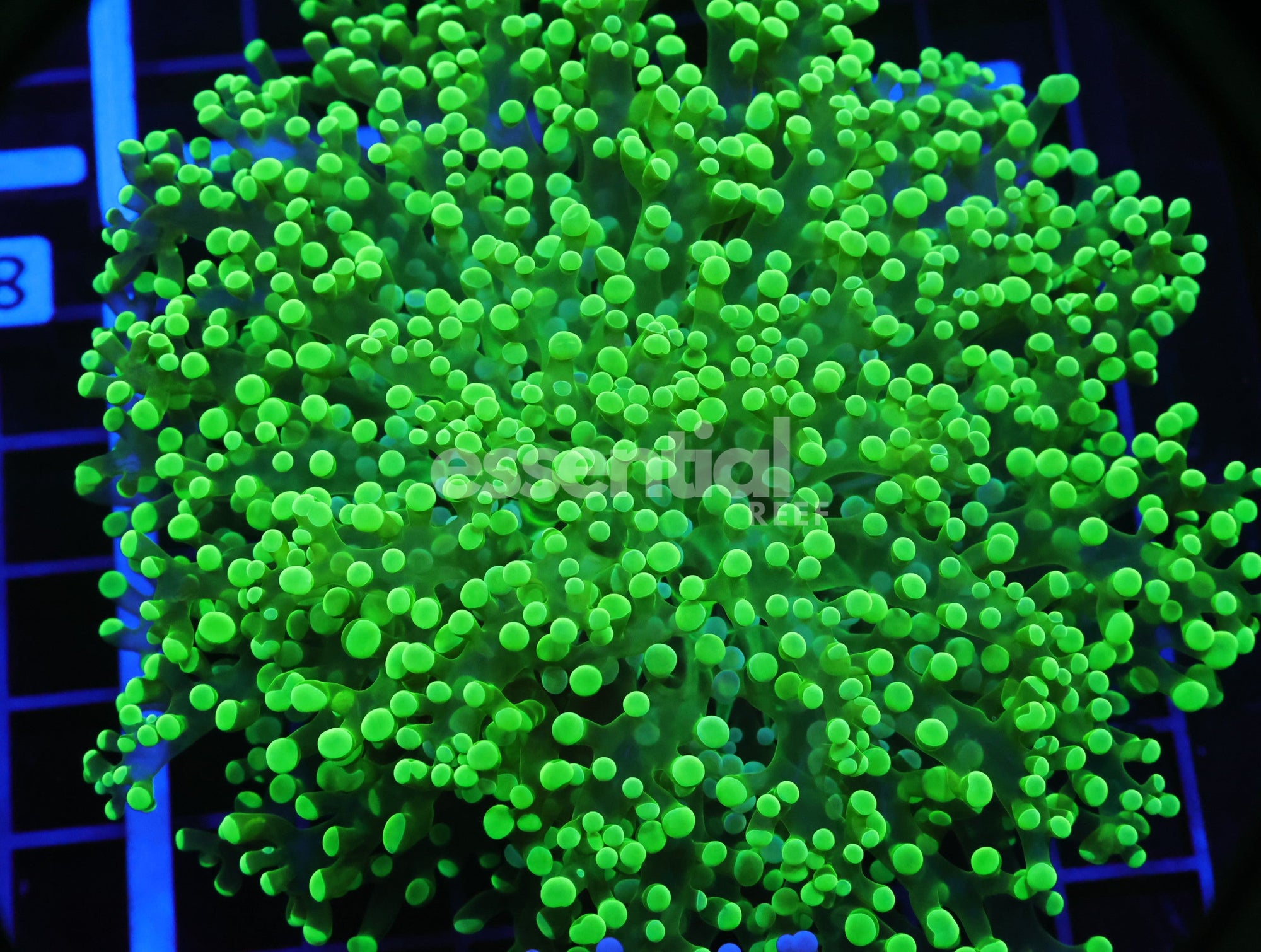 Watermarked - D81 - Indo Frogspawn Wall Metallic