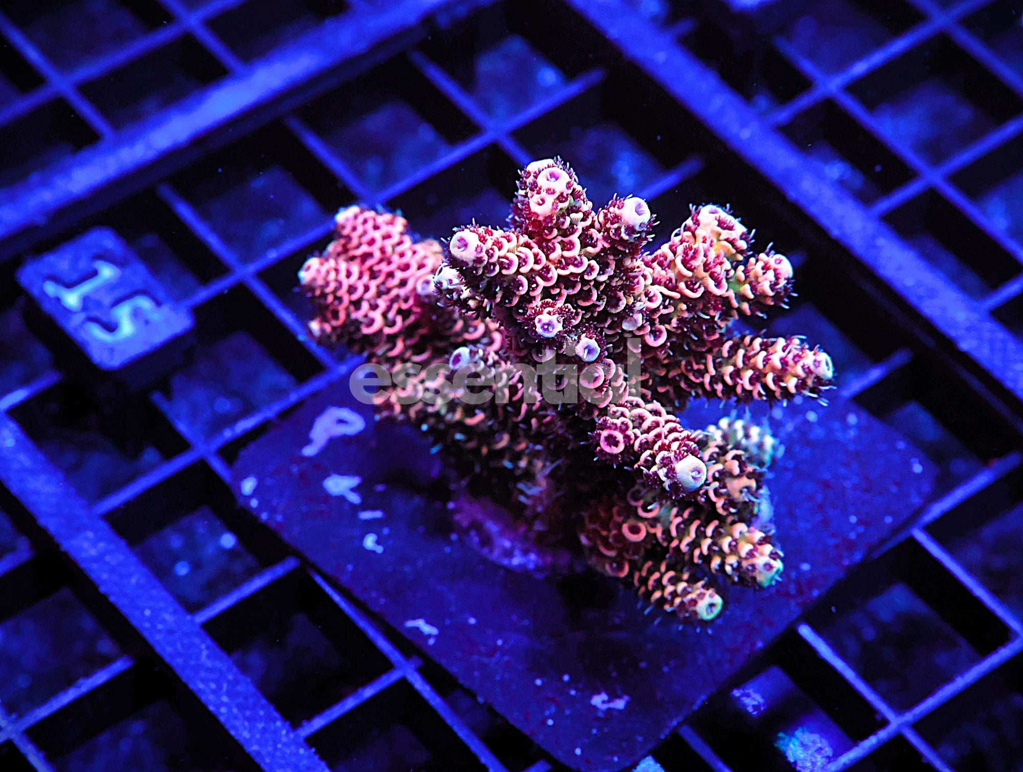 Watermarked - E15 - Indo Acro Conditioned Cherry Mille Cultured