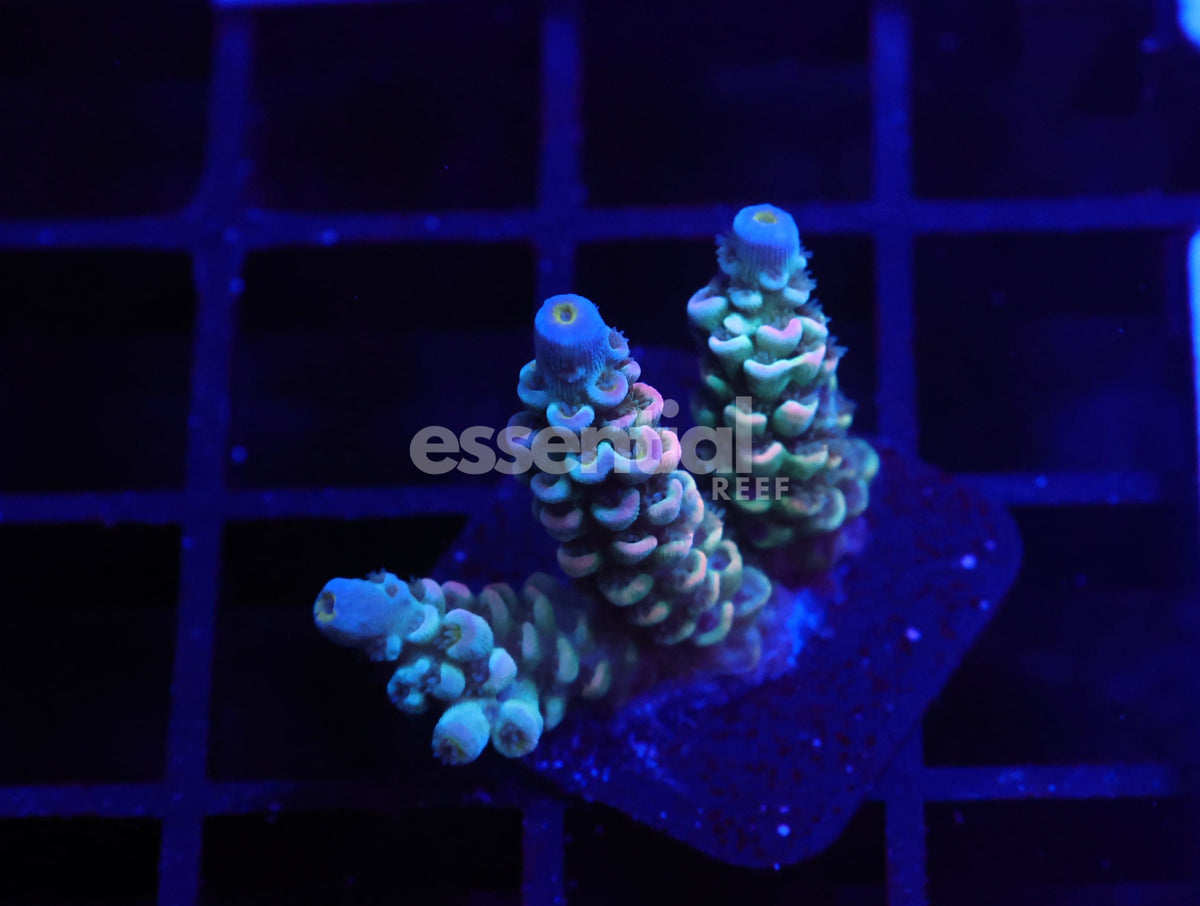 Watermarked - E163 - Indo Acro Rainbow Tenuis Cultured Conditioned