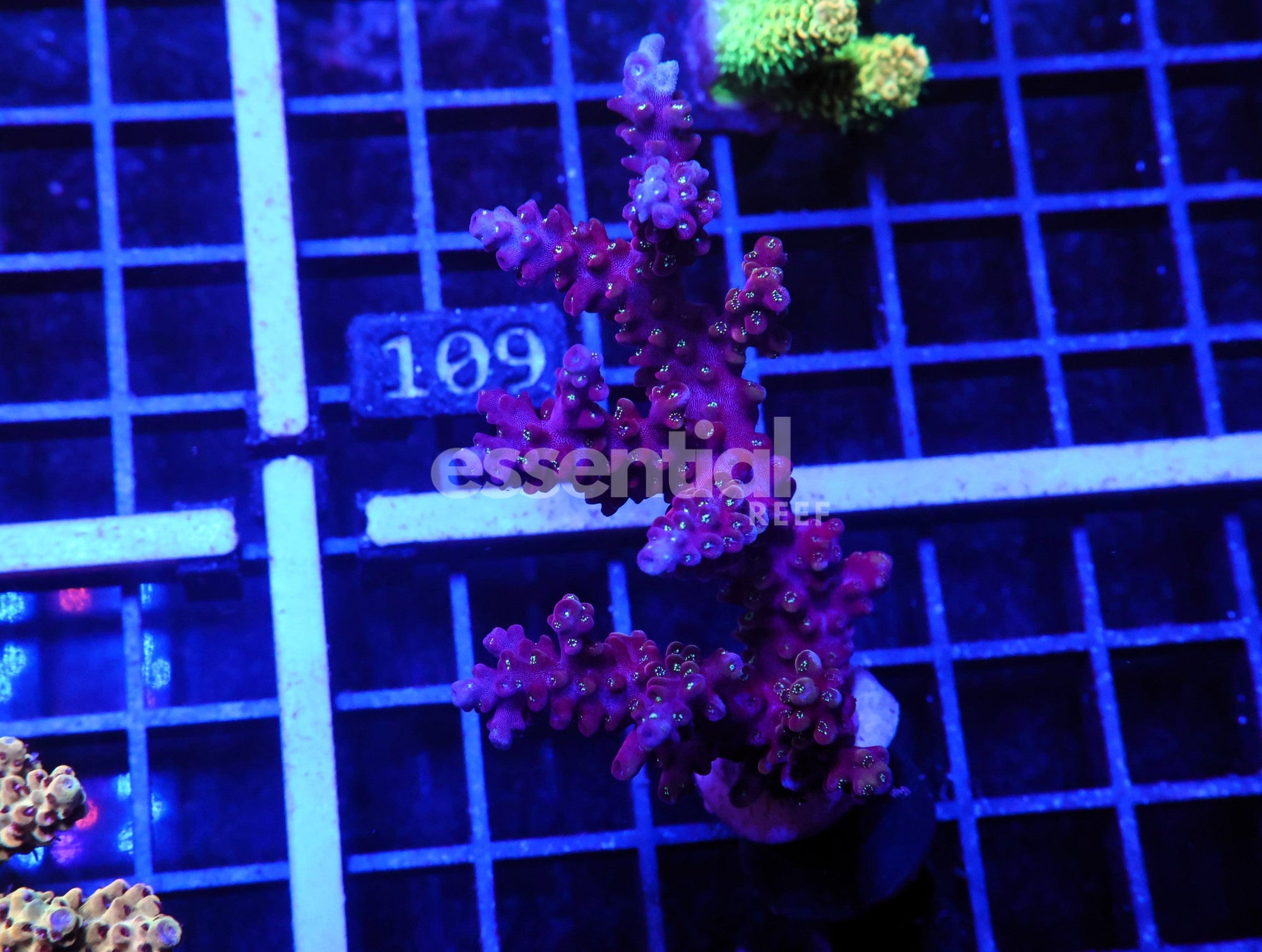 Watermarked - E104 - Aussie Acro Conditioned Royal Orchid
