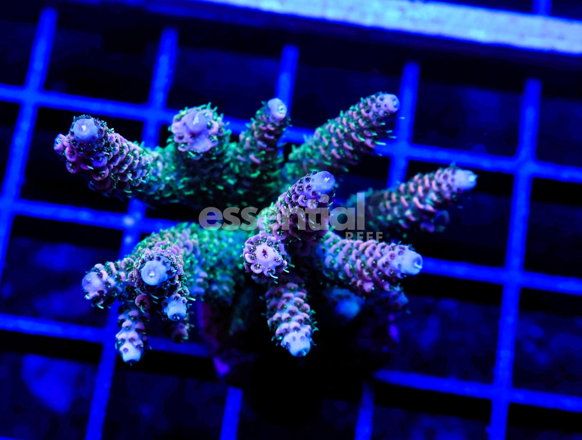 Watermarked - E108 - Indo Acro Conditioned Premium Mille Cultured