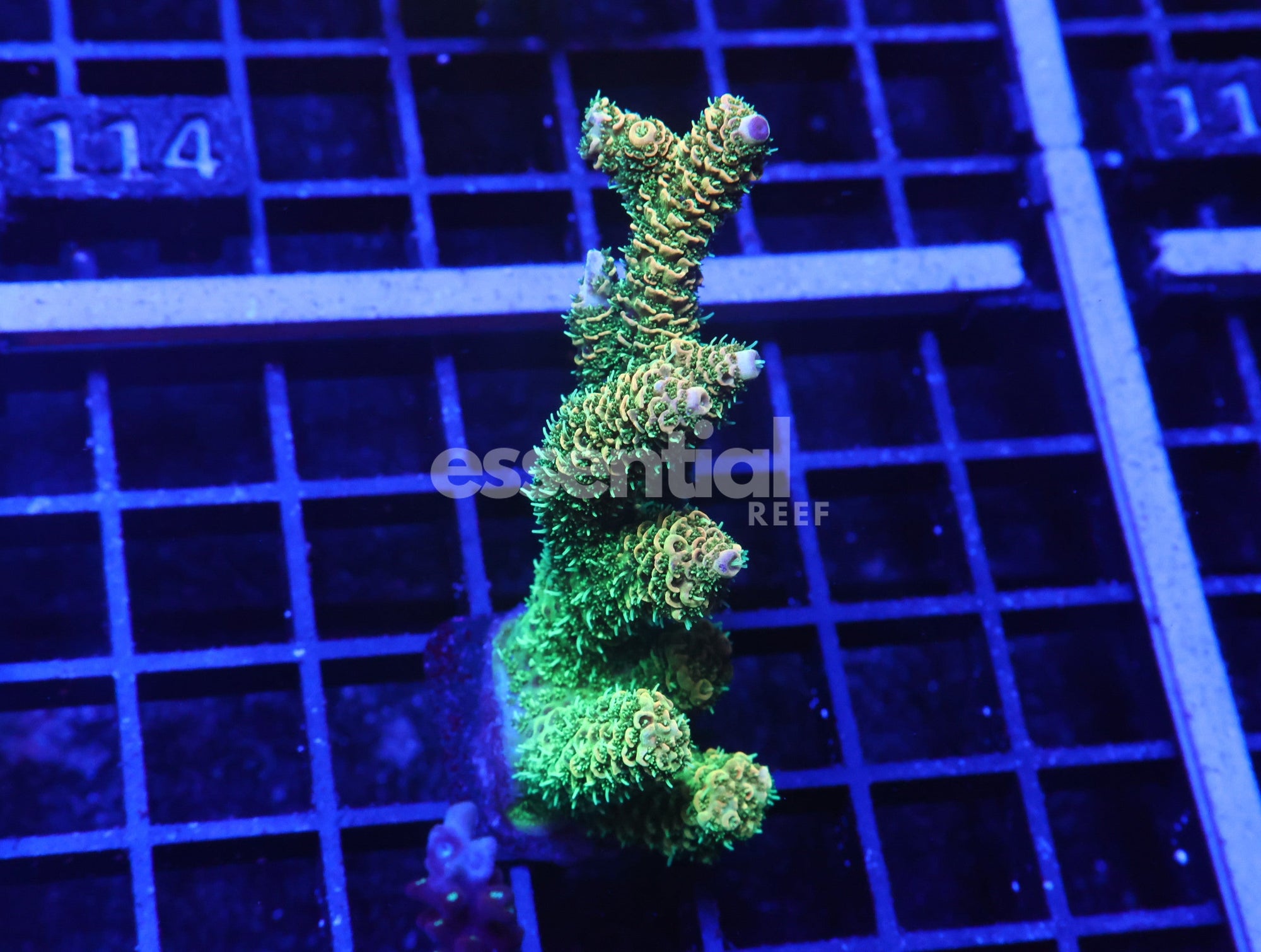 Watermarked - E109 - Indo Acro Conditioned Orange Crush Mille Cultured
