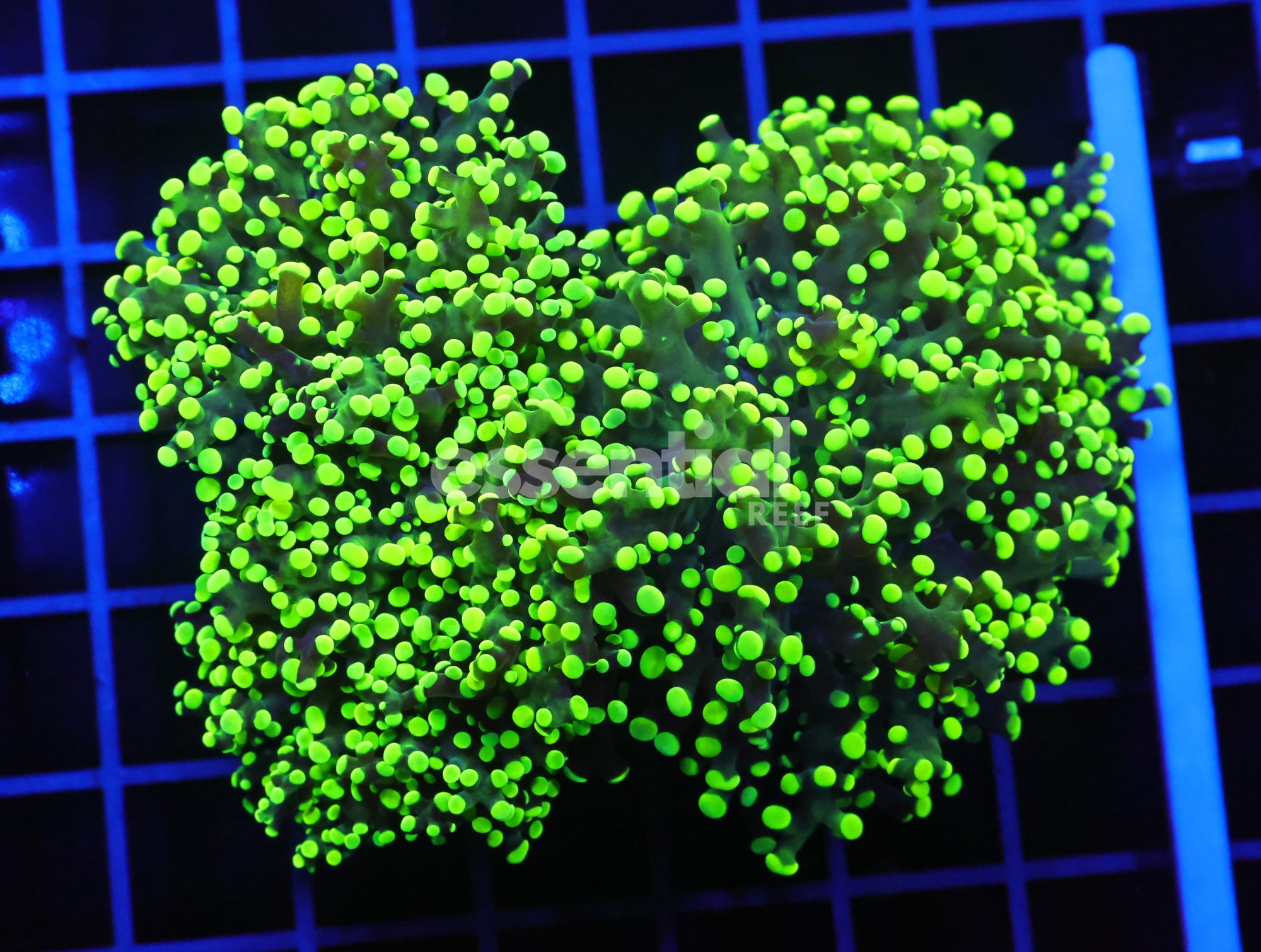 Watermarked - D89 - Indo Frogspawn Branch Gamma Ray 4 Head