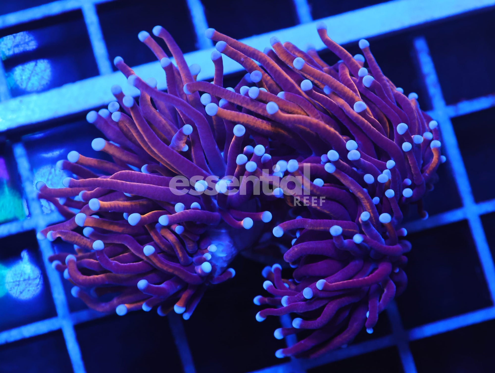Watermarked - D94 - INDO TORCH GOLD VARIANT 2 HEAD