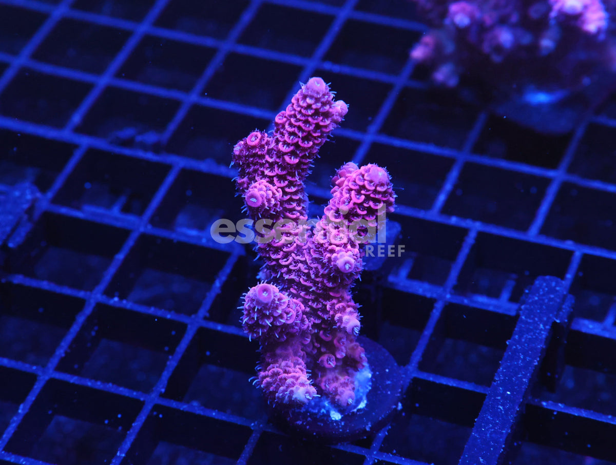 Watermarked - E129 - Indo Acro Raspberry Mille Cultured Conditioned