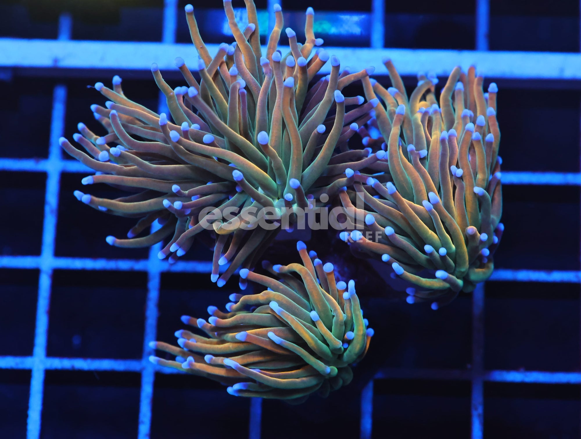 Watermarked - D99 - INDO TORCH GRAIL VARIANT 3 HEAD