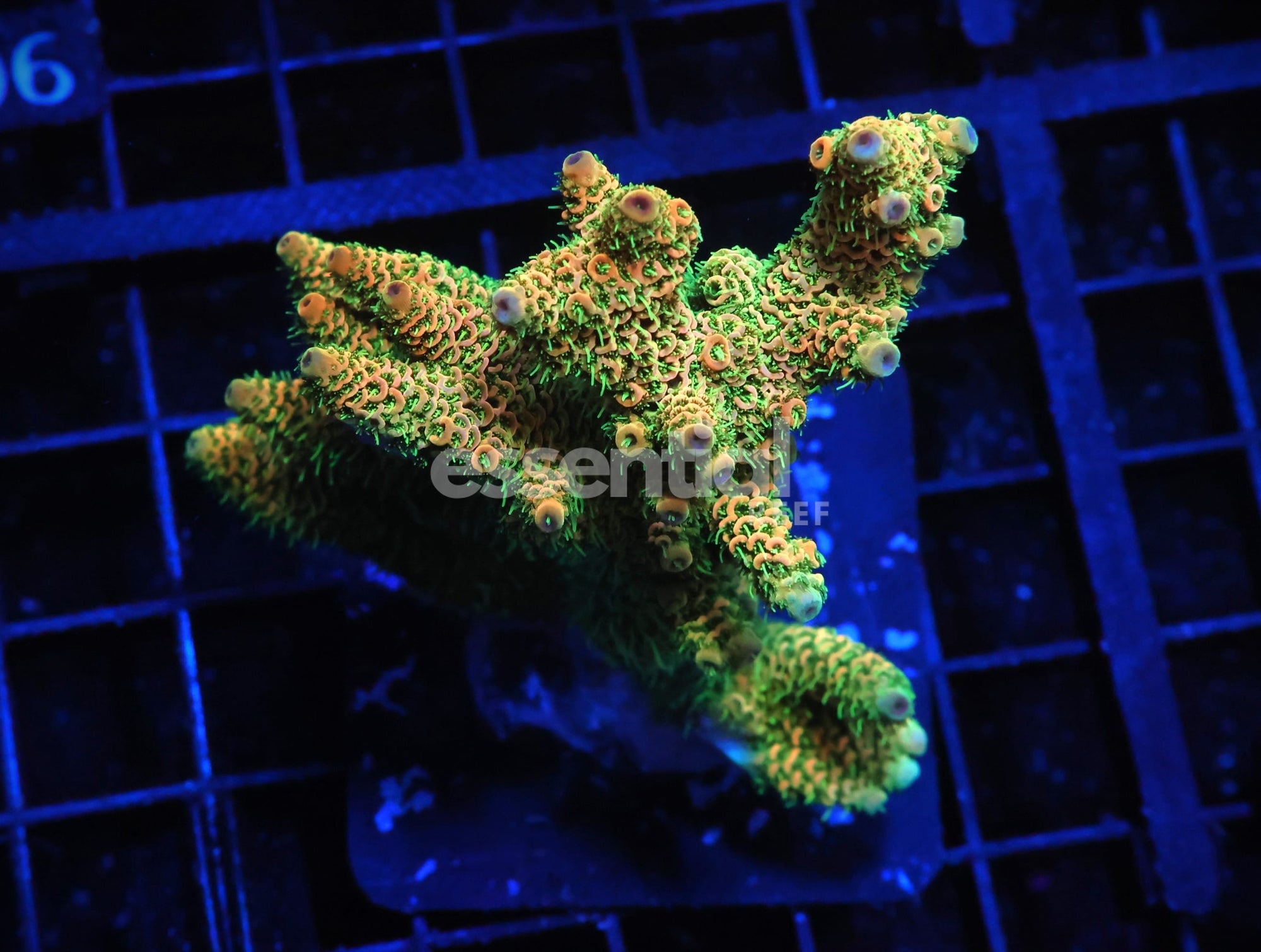Watermarked - E01 - INDO ACRO PREMIUM CULTURED