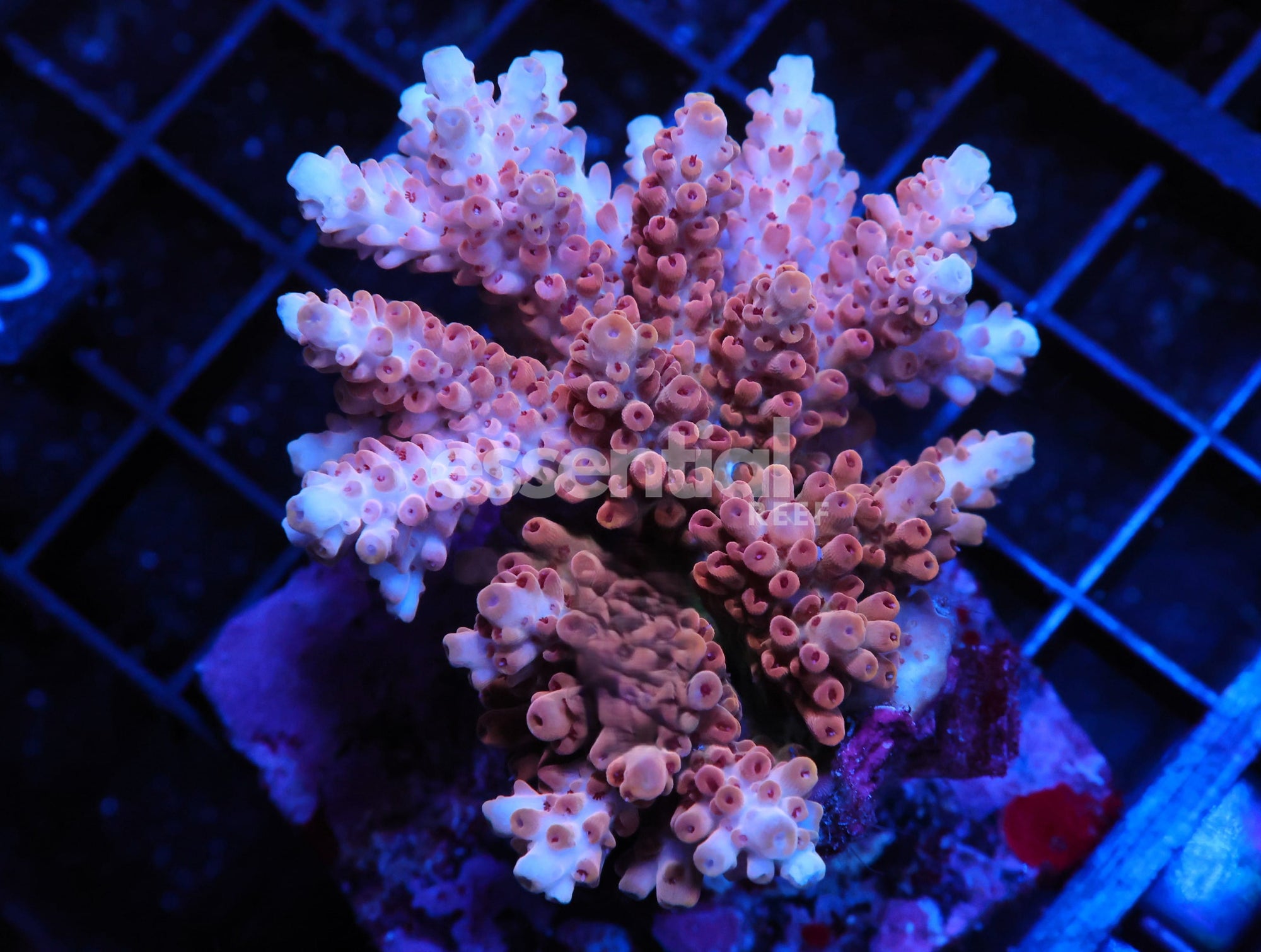 Watermarked - E02 - INDO ACRO PREMIUM CULTURED