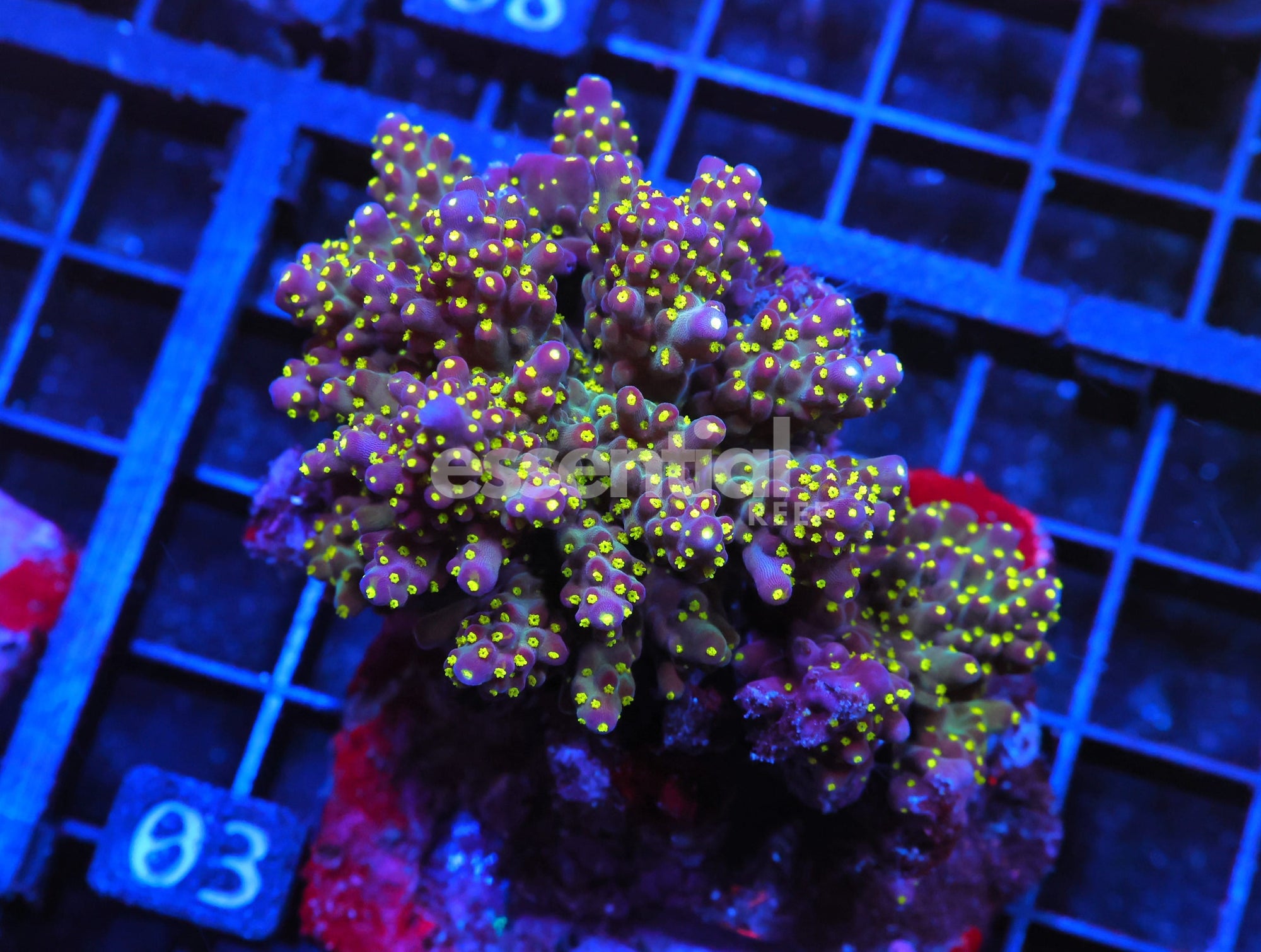 Watermarked - E03 - INDO ACRO PREMIUM CULTURED