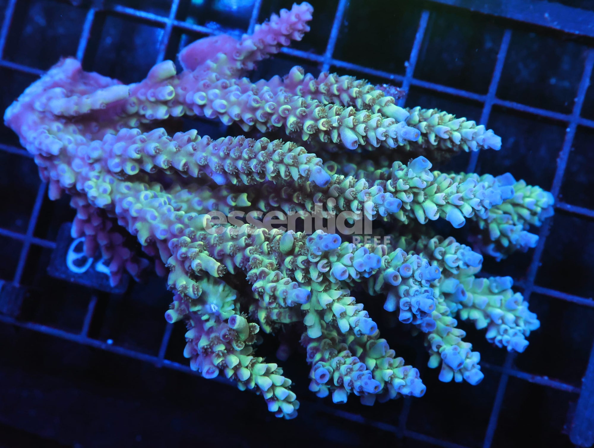 Watermarked - E04 - AUSSIE ACRO BLUE TIP