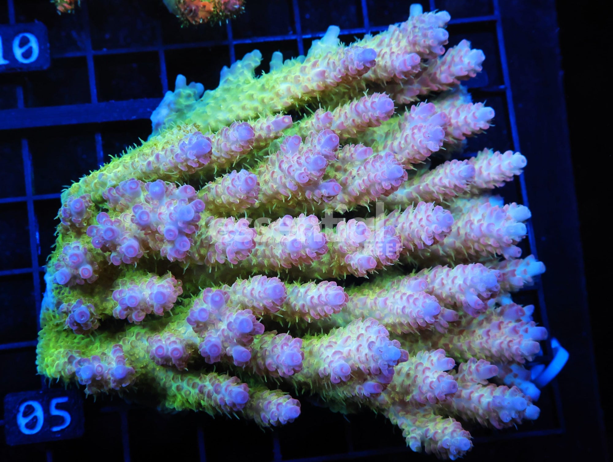 Watermarked - E05 - AUSSIE ACRO PINK LEMONADE