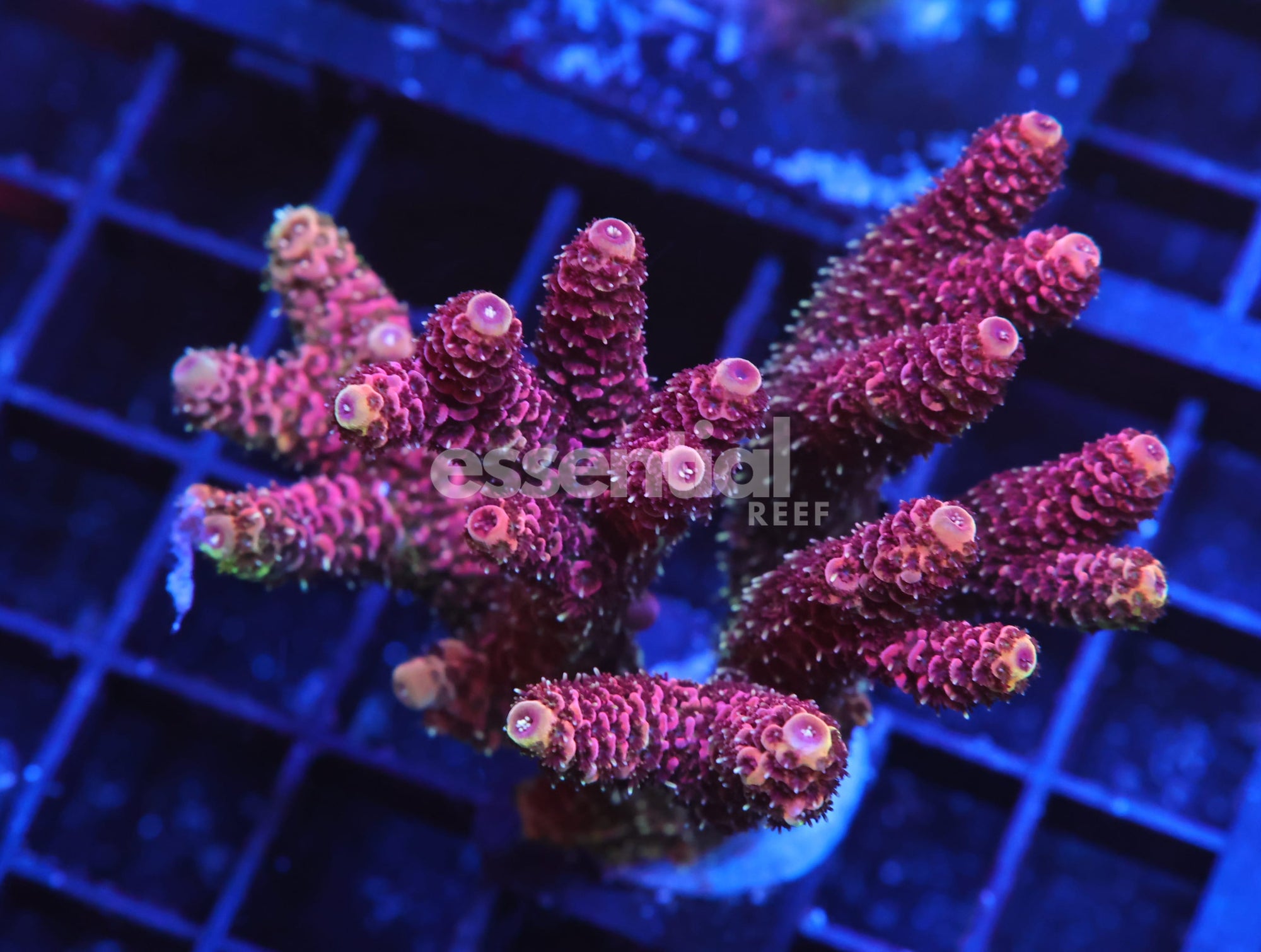 Watermarked - E06 - INDO ACRO RASPBERRY MILLE CULTURED