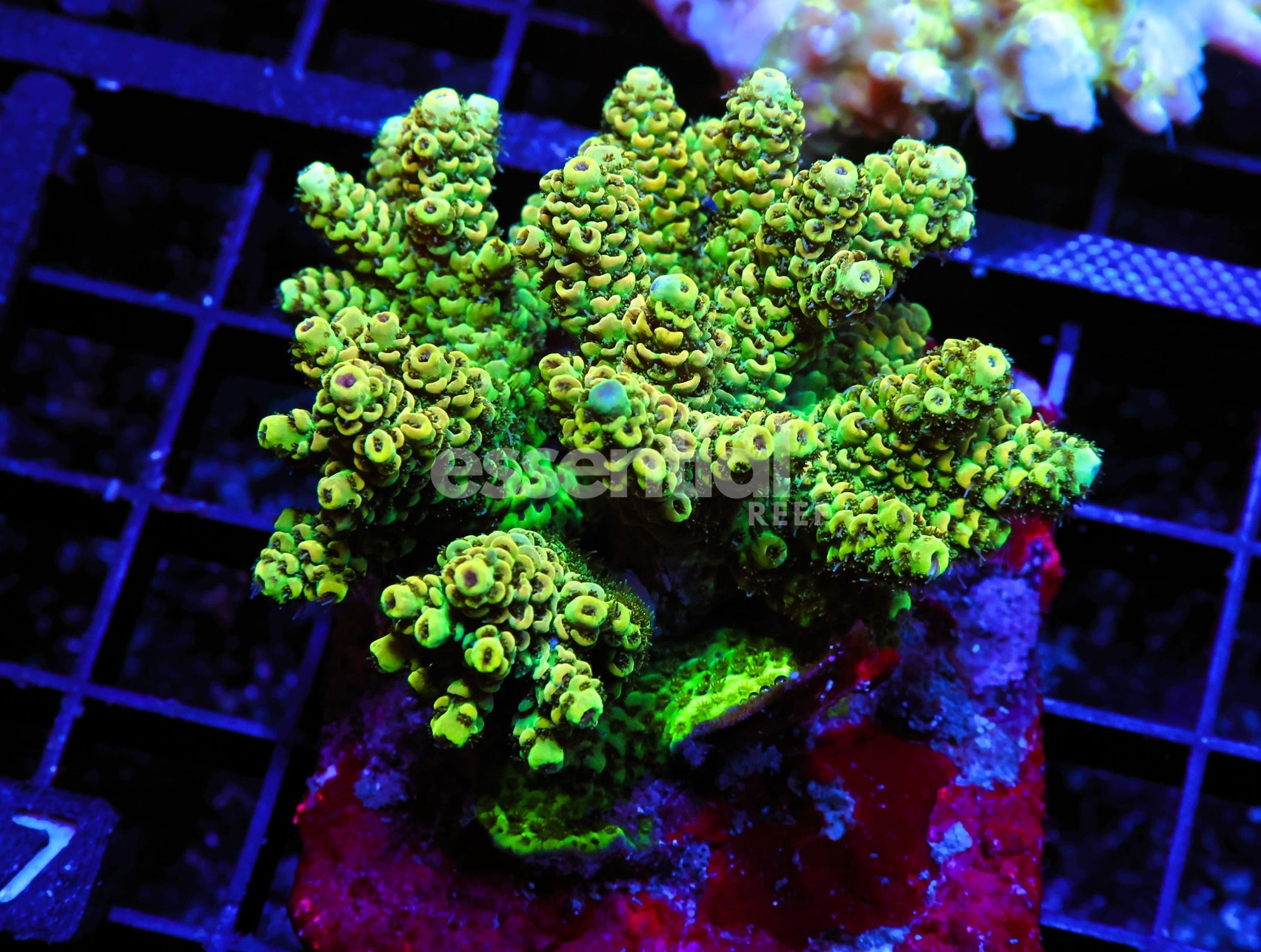 Watermarked - E07 - INDO ACRO LEMON LIME MILLE CULTURED