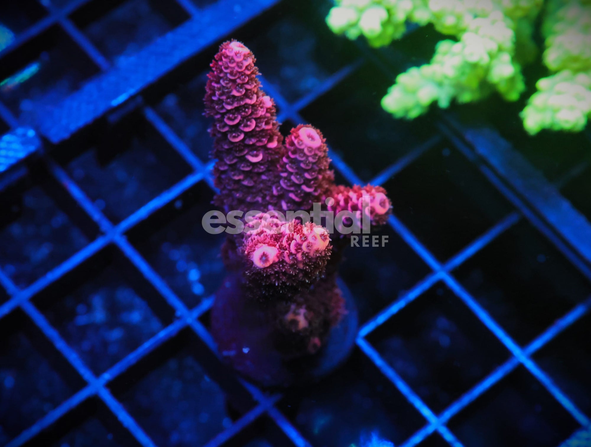 Watermarked - E08 - INDO ACRO RASPBERRY MILLE CULTURED