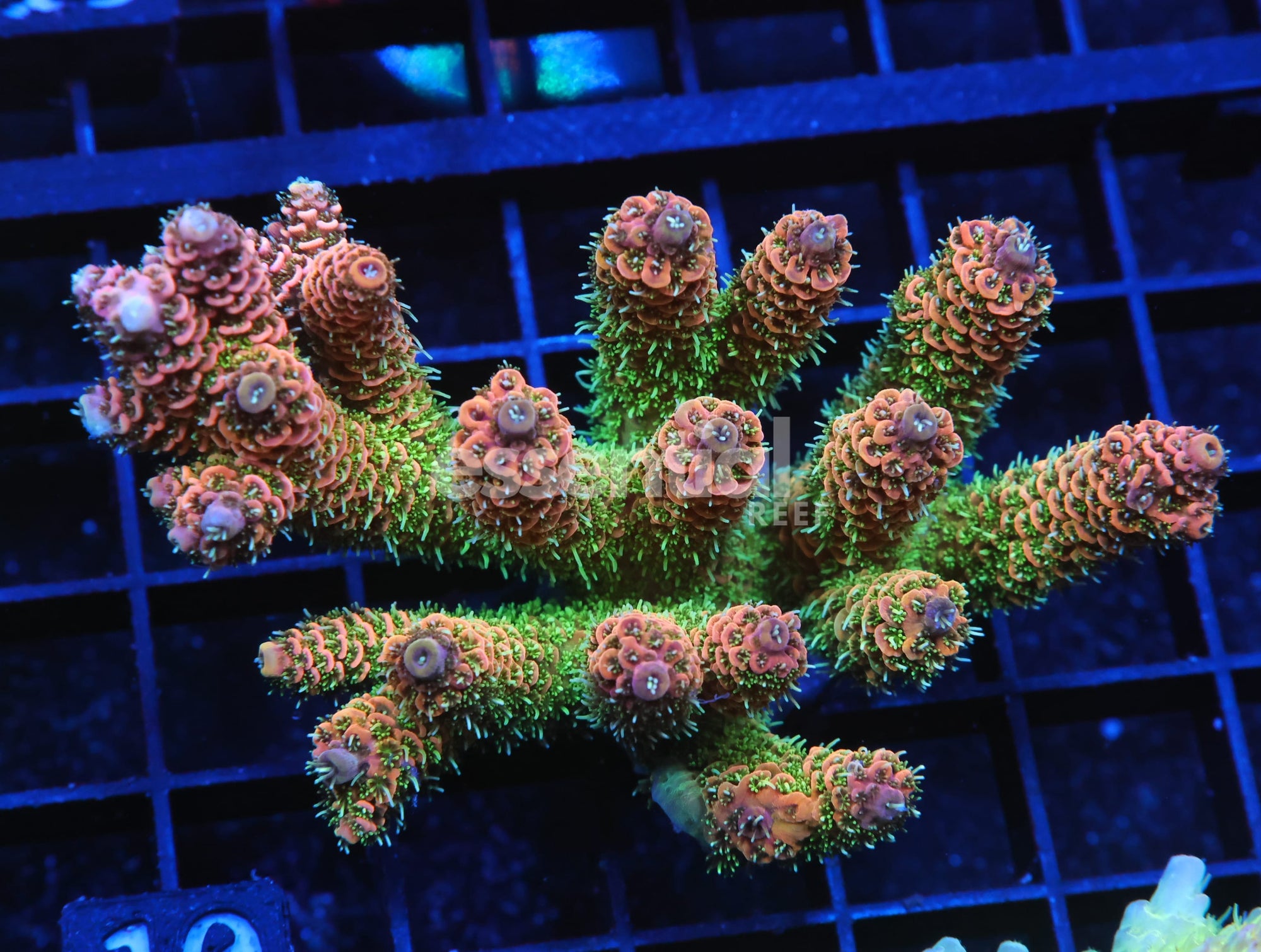 Watermarked - E10 - INDO ACRO TROPICAL FUSION MILLE CULTURED