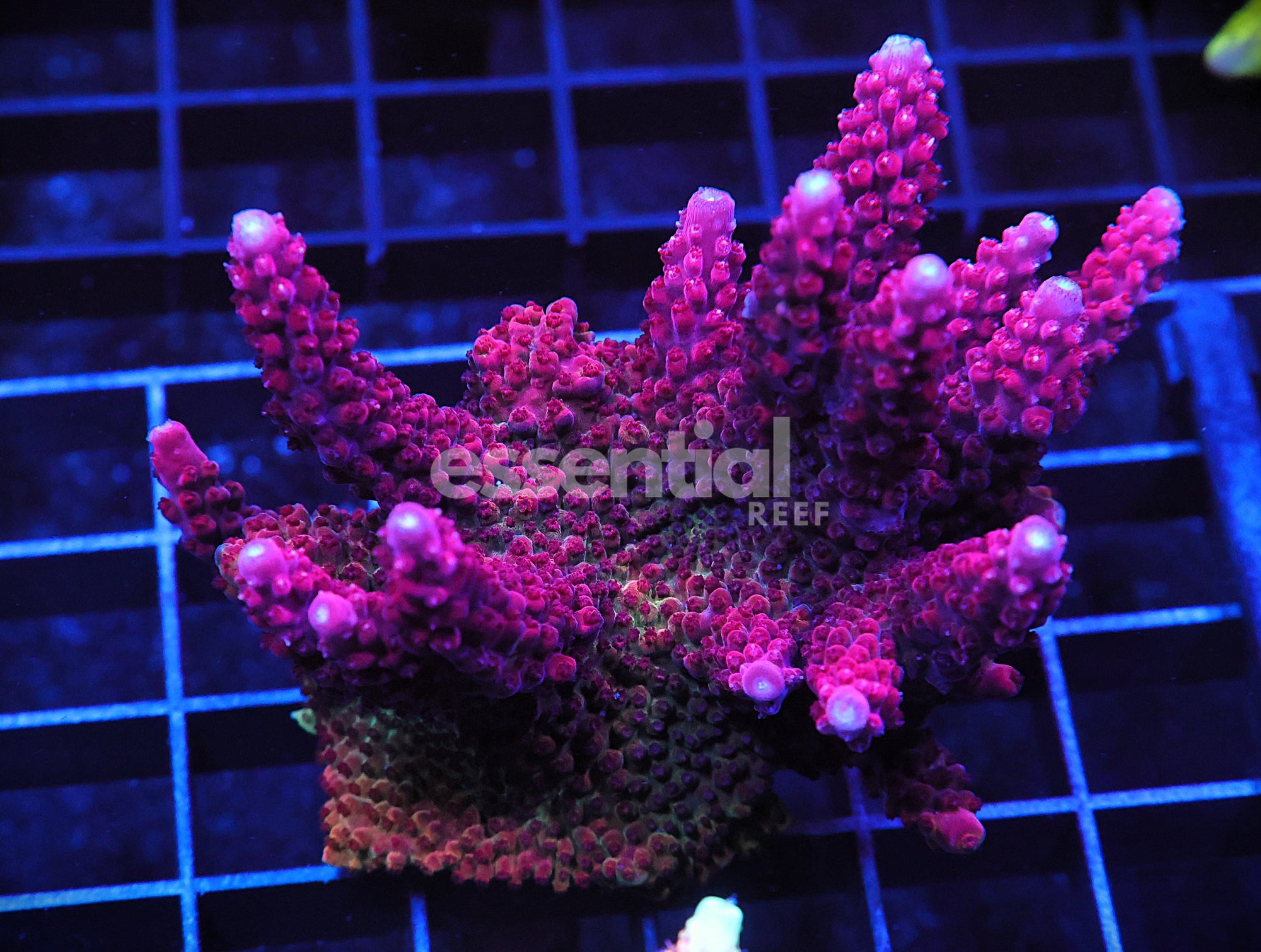 Watermarked - E29 - SDC Martian Sunset Acro Colony