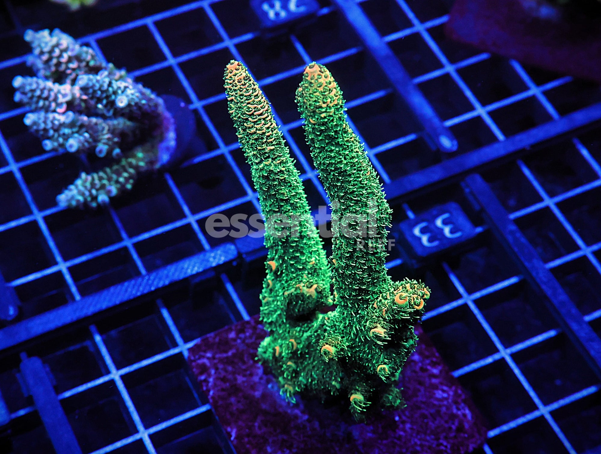 Watermarked - E33 - Indo Acro Conditioned Orange Crush Mille Cultured