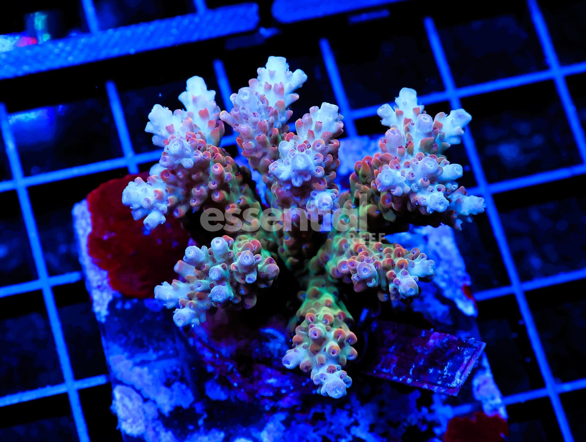 Watermarked - E108 - INDO ACRO PREMIUM CULTURED
