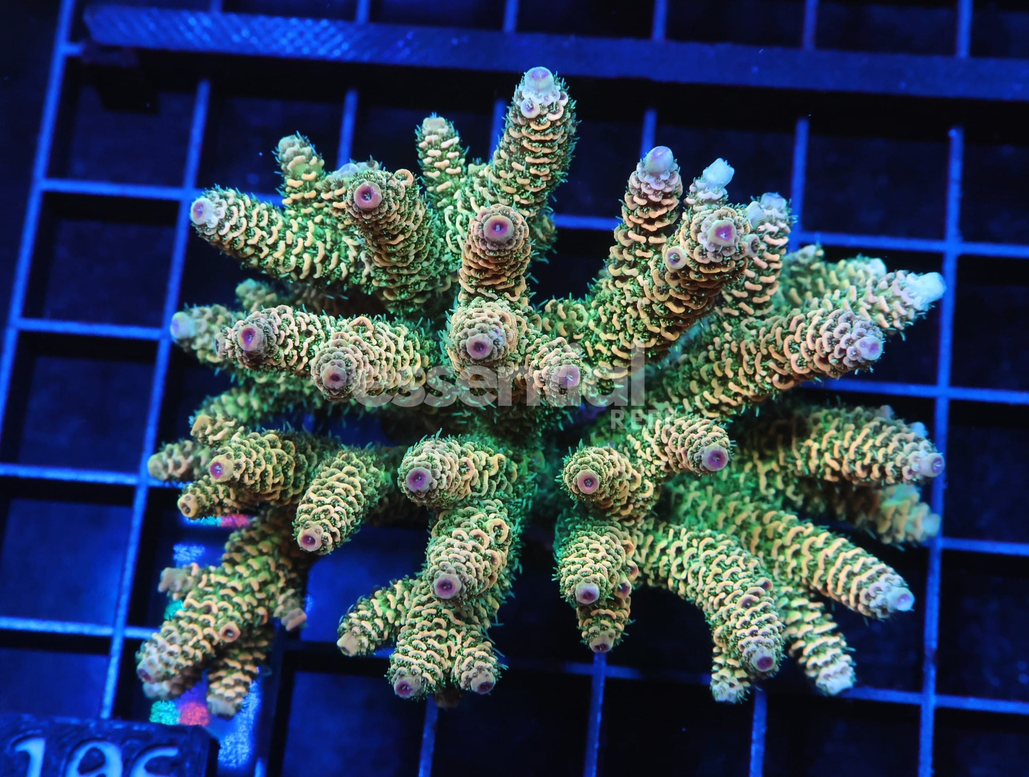 Watermarked - E106 - INDO ACRO ORANGE CRUSH MILLE CULTURED