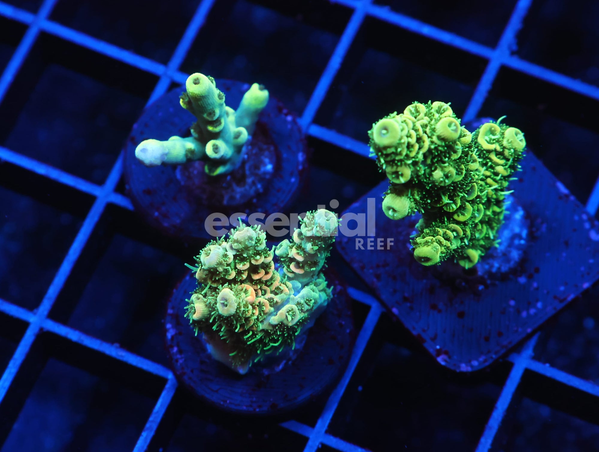 Watermarked - E107 - 3PK INDO ACRO PREMIUM CULTURED