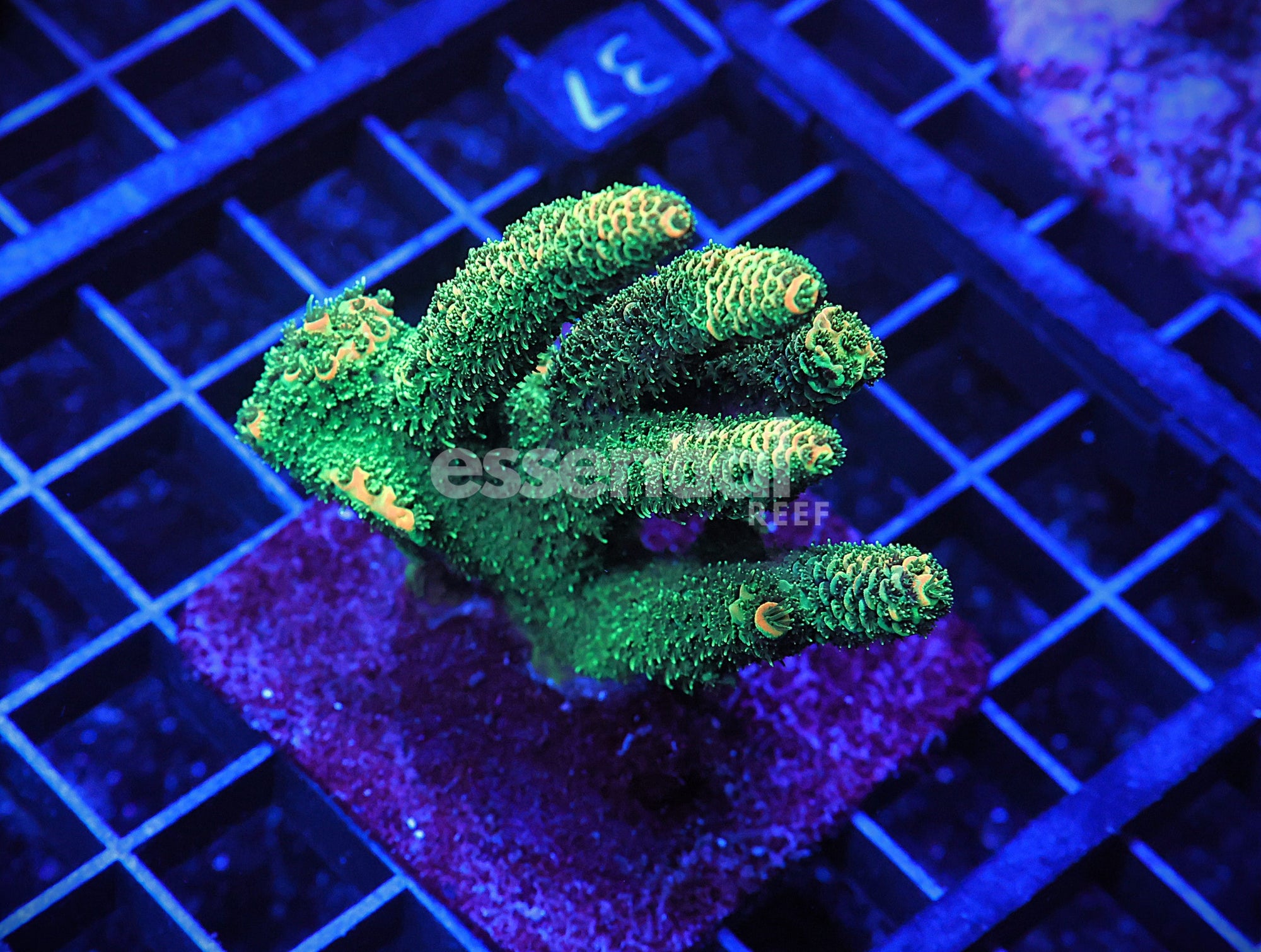 Watermarked - E37 - Indo Acro Conditioned Orange Crush Mille Cultured