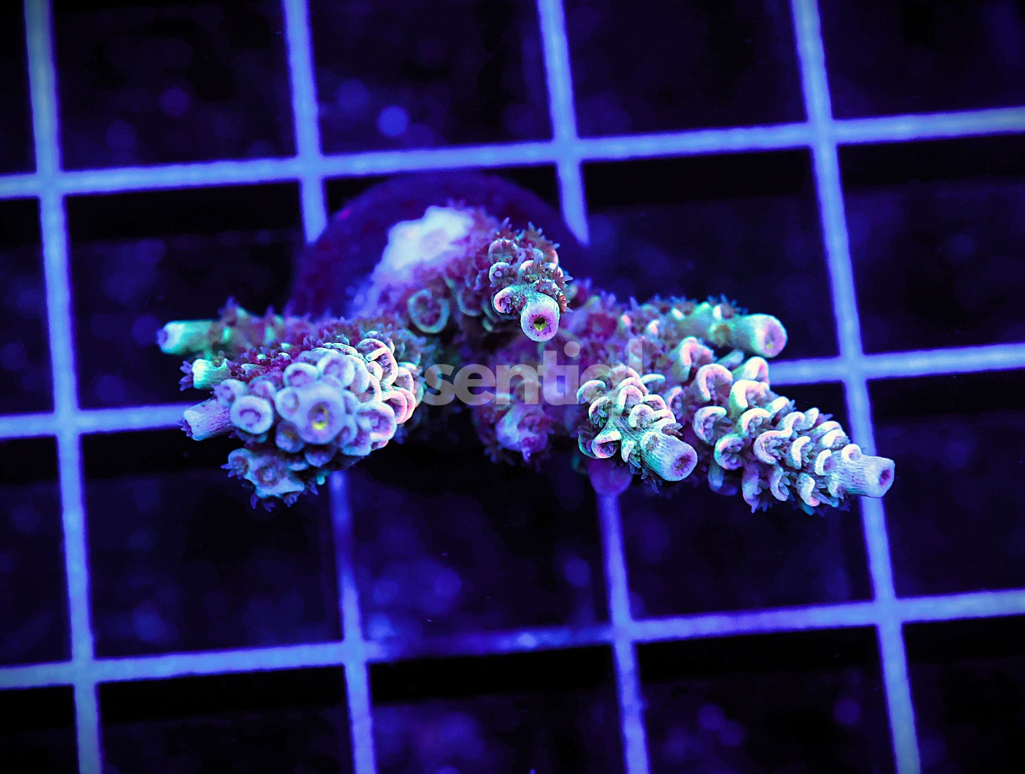 Watermarked - E39 - Indo Acro Conditioned Tenuis Cultured