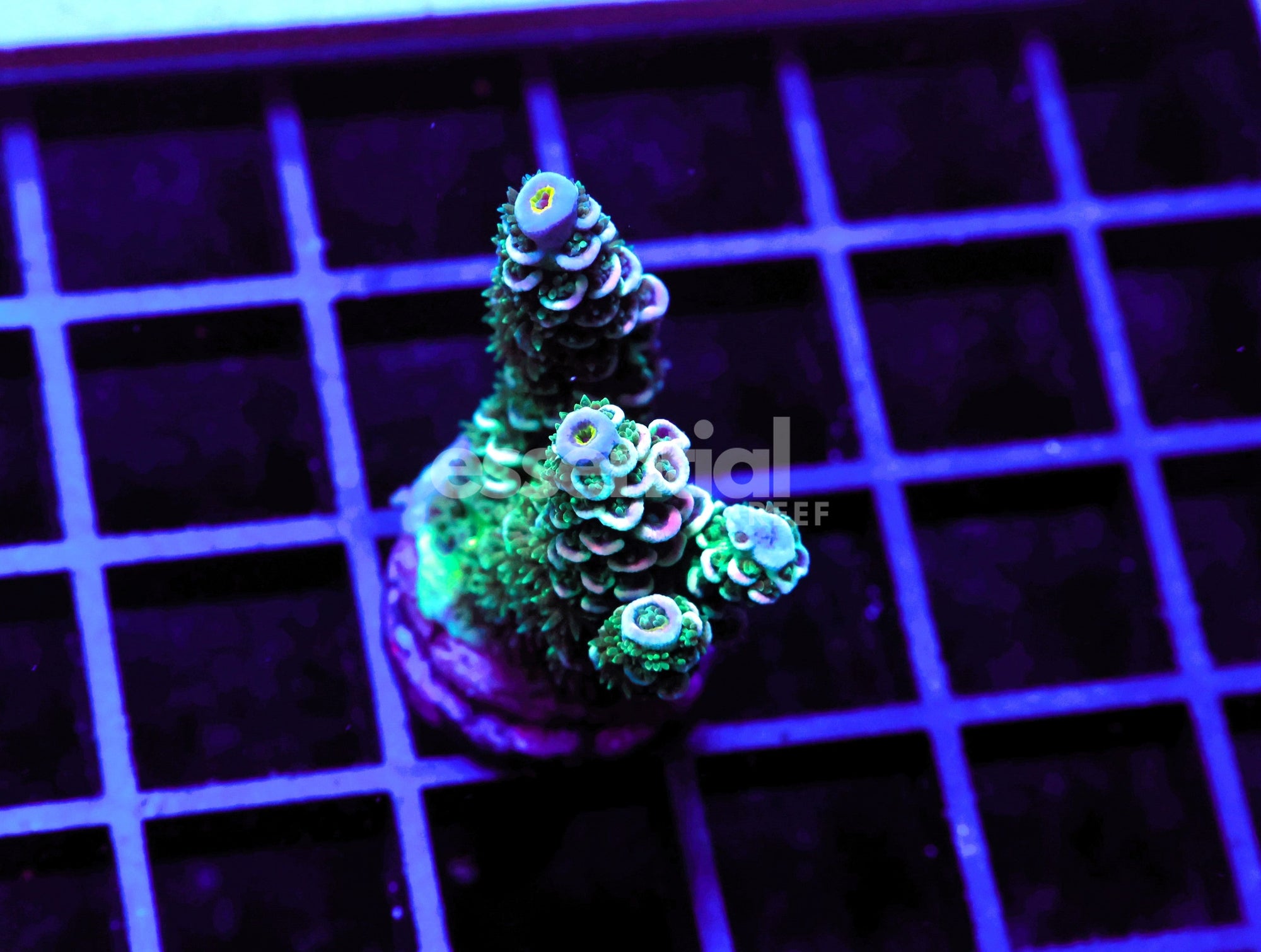 Watermarked - E109 - Indo Acro Rainbow Tenuis Cultured