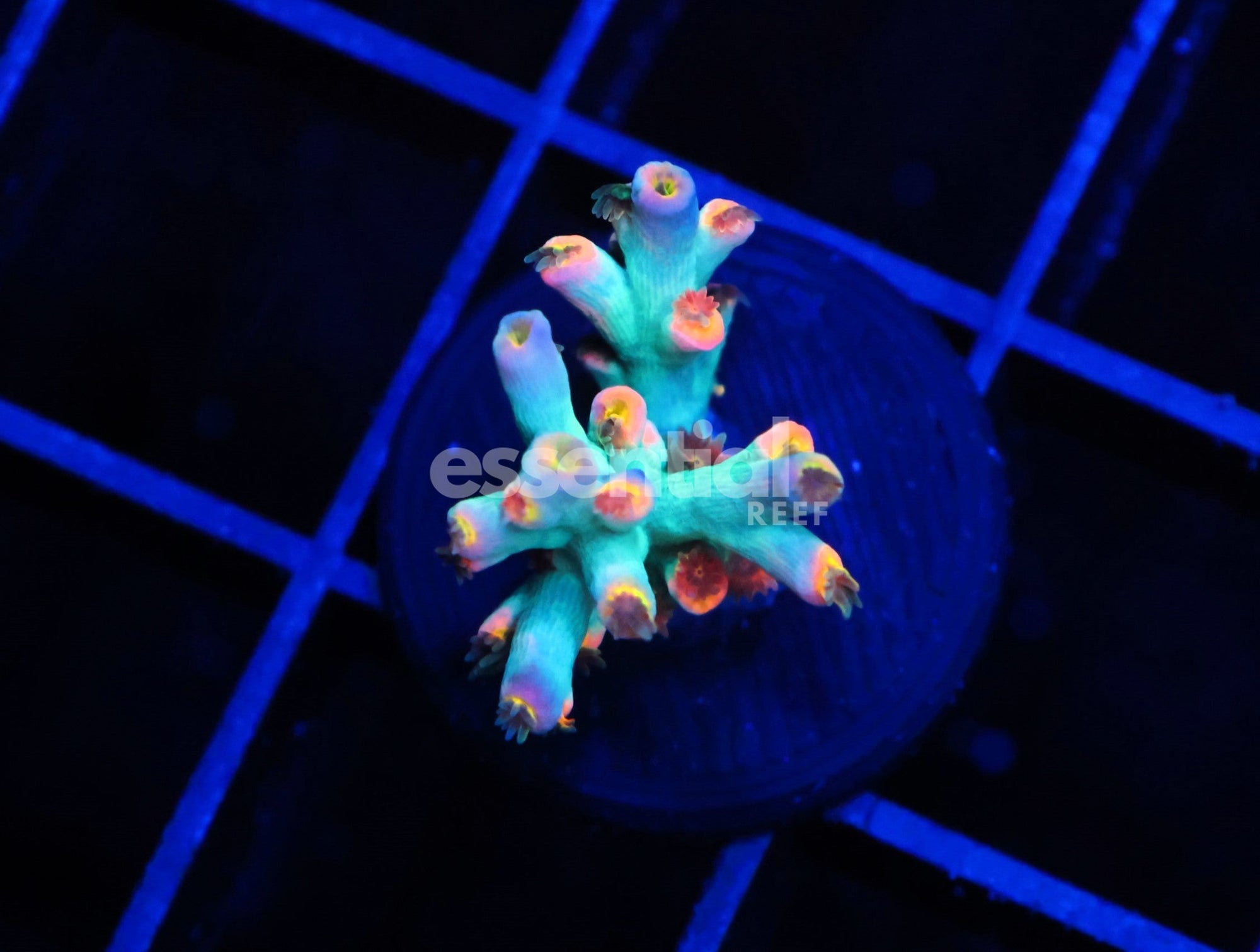 Watermarked - E11 - Malaysian Acro Speciosa Conditioned