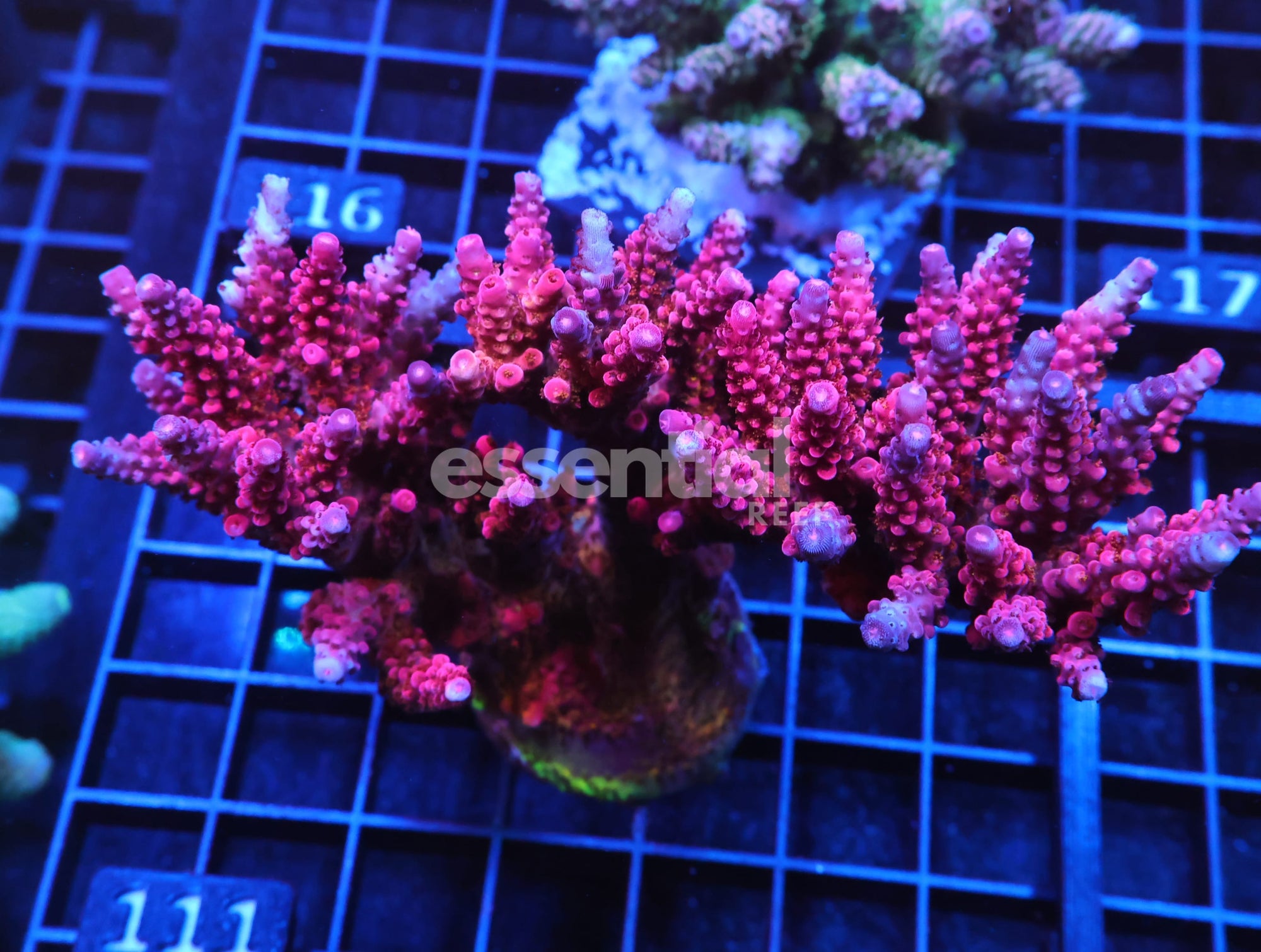 Watermarked - E111 - SDC RAINBOW ROMMELS ACRO COLONY