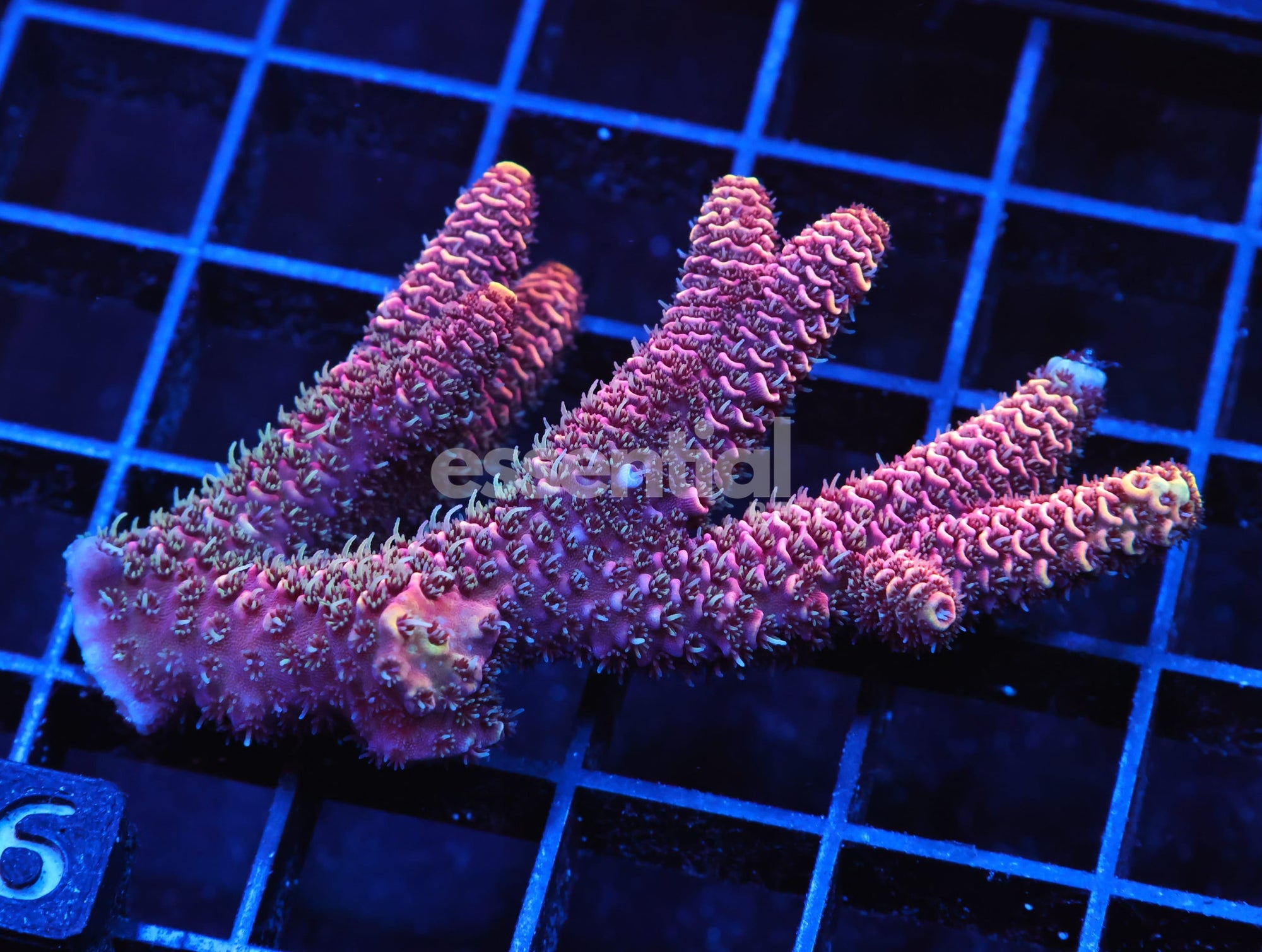 Watermarked - E116 - INDO ACRO PREMIUM MILLE CULTURED