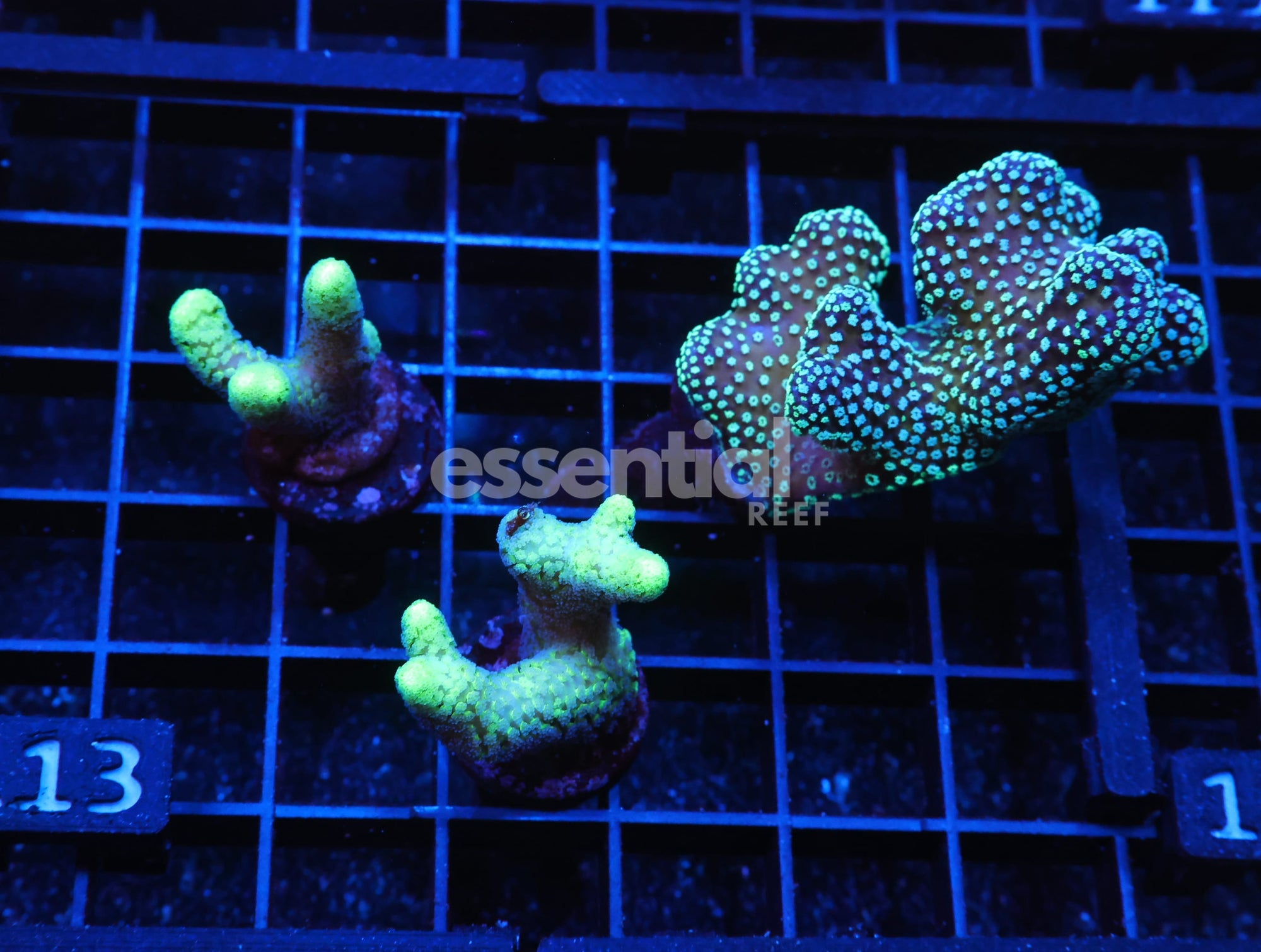 Watermarked - E113 - 3PK SERIATOPORA / STYLOPHORA CULTURED