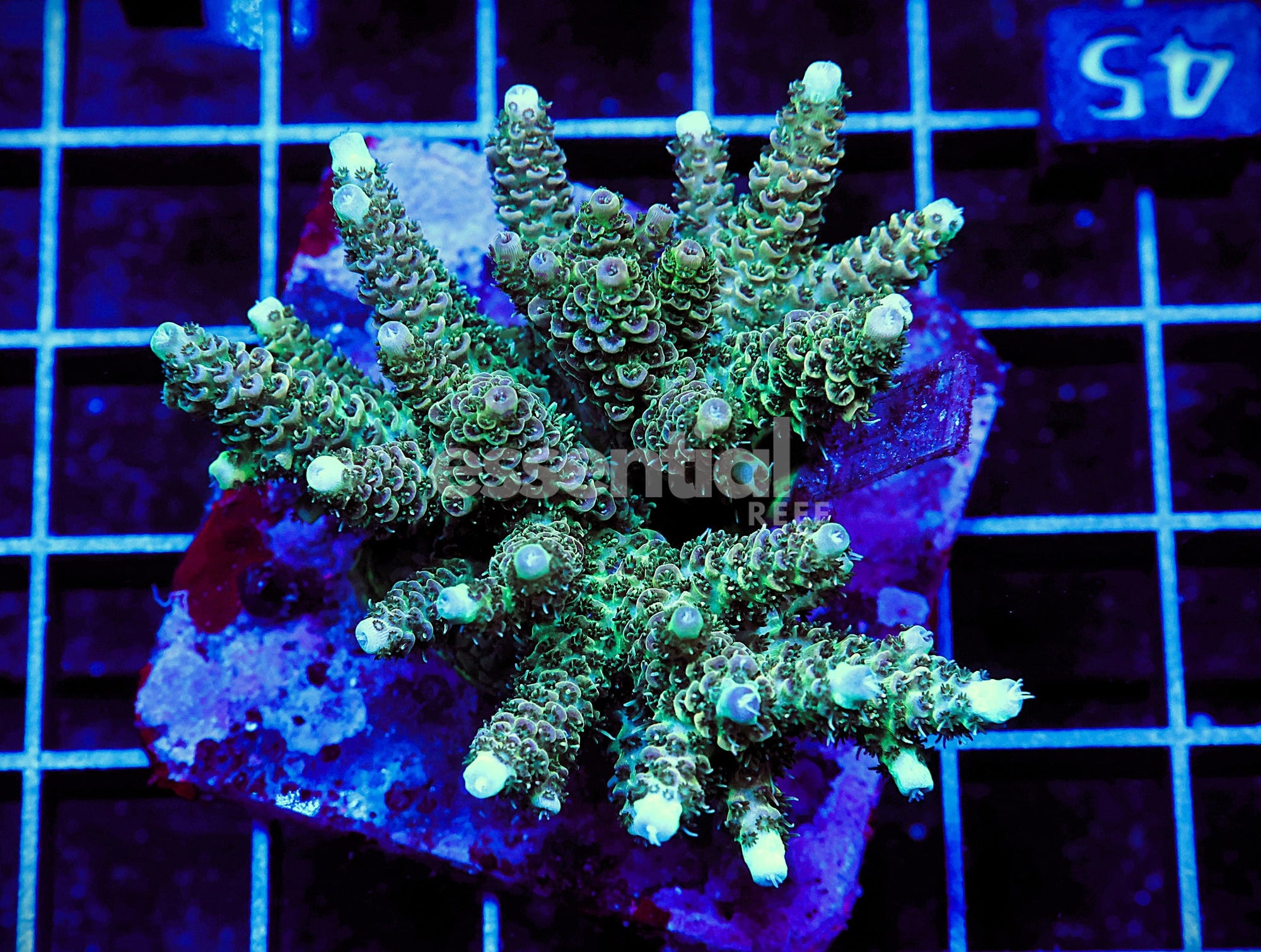 Watermarked - E45 - Indo Acro Conditioned Green Mille Cultured