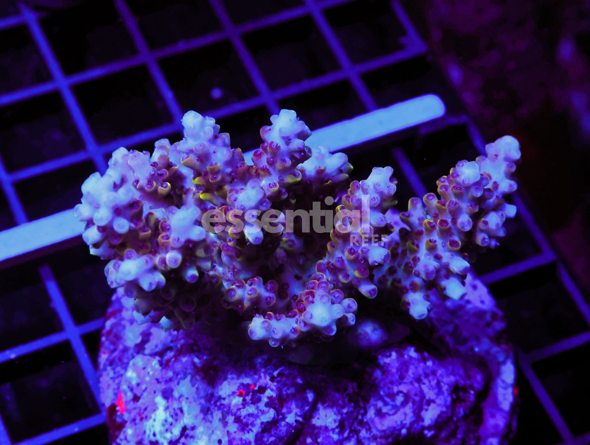 Watermarked - E115 - Indo Acro Premium Cultured Conditioned