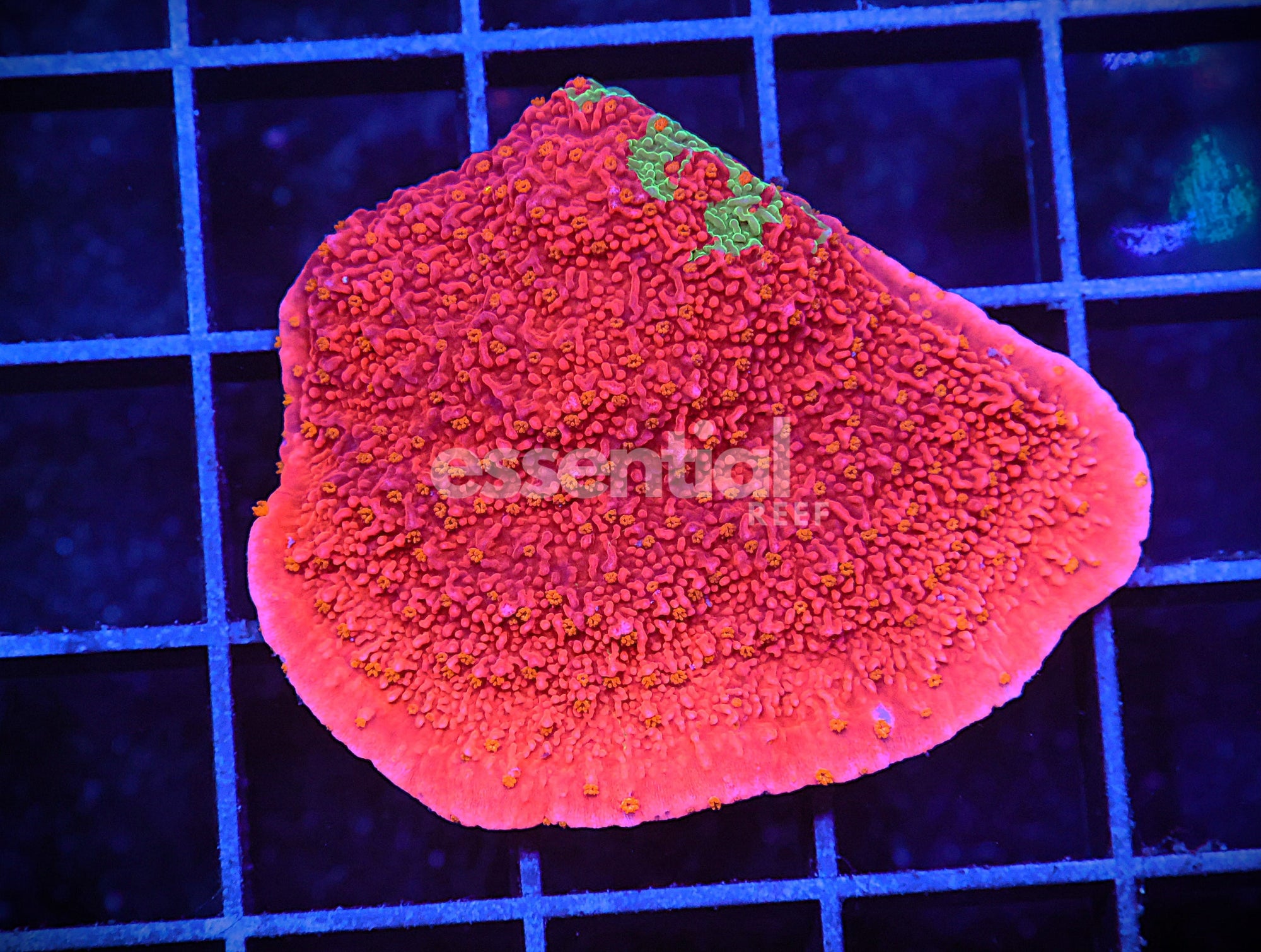 Watermarked - E48 - WWC Grafted Monti