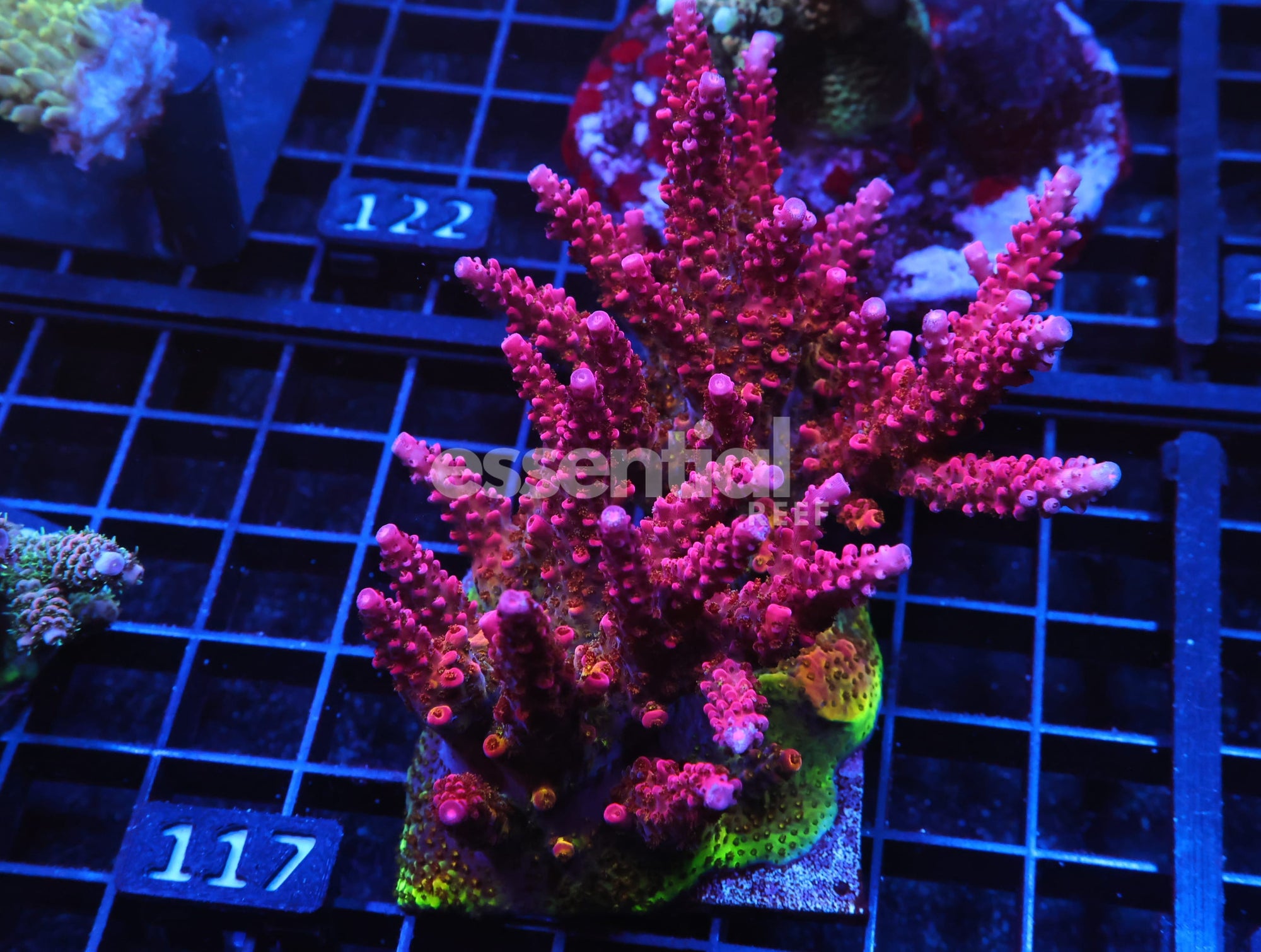 Watermarked - E117 - SDC RAINBOW ROMMELS ACRO COLONY