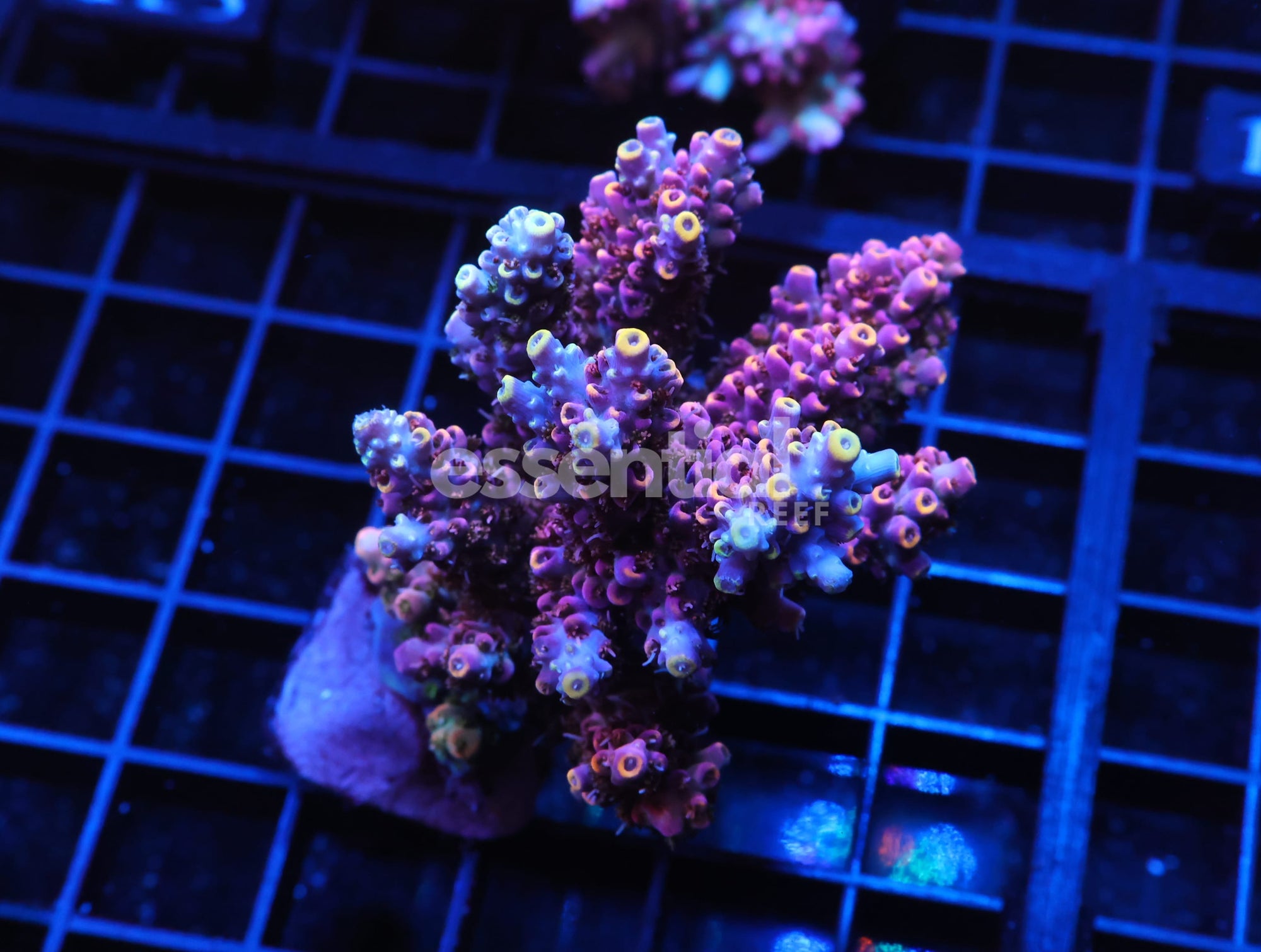 Watermarked - E118 - INDO ACRO PREMIUM CULTURED
